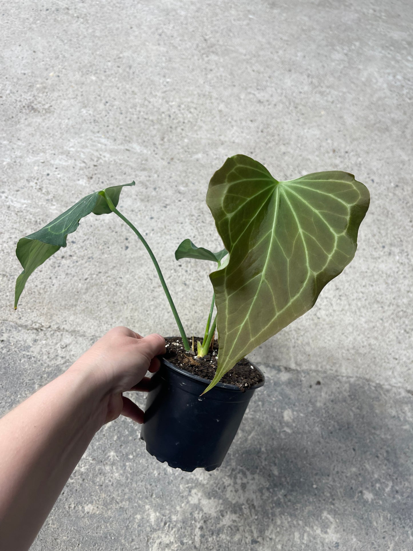 Anthurium delta force M NEW