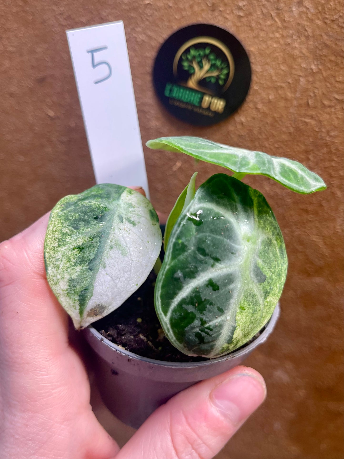 Alocasia ninja variegata S