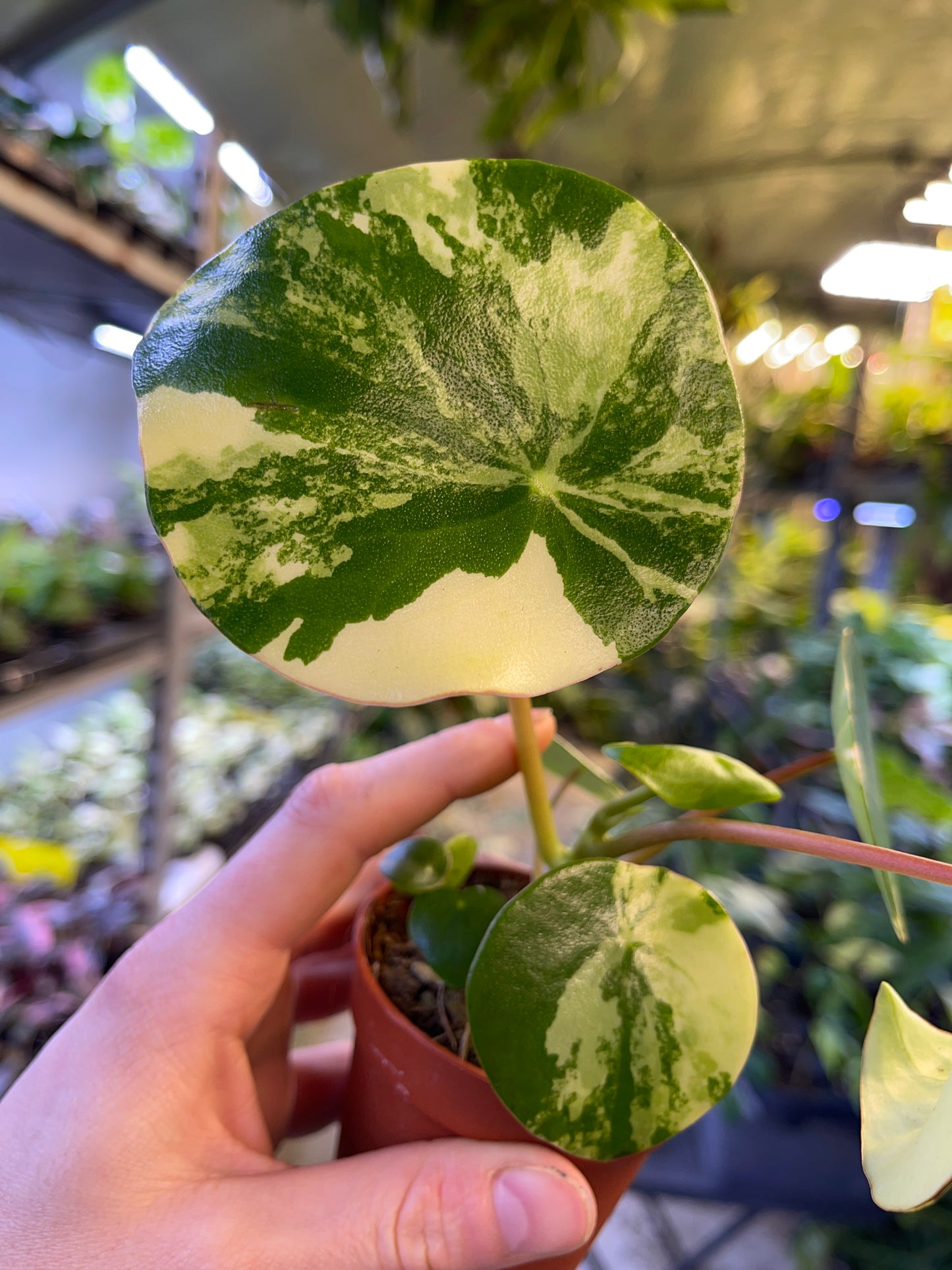 PEPEROMIA VARIEGATA