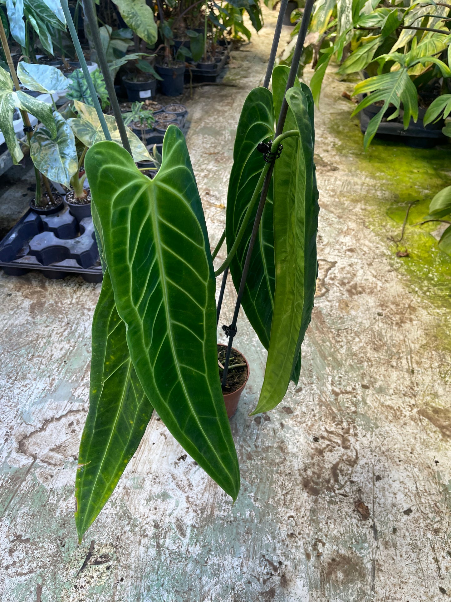Anthurium warocqueanum L