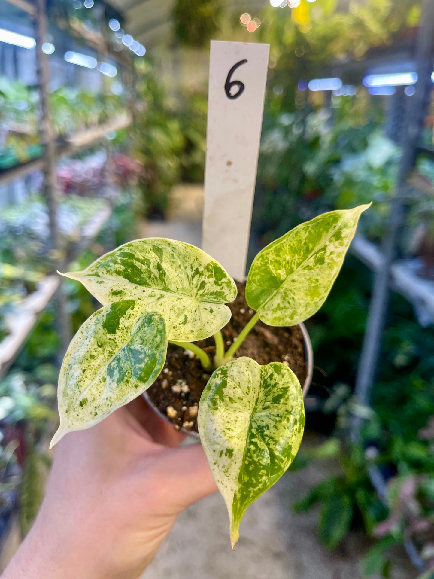 Alocasia dragon scale mint variegata NEW