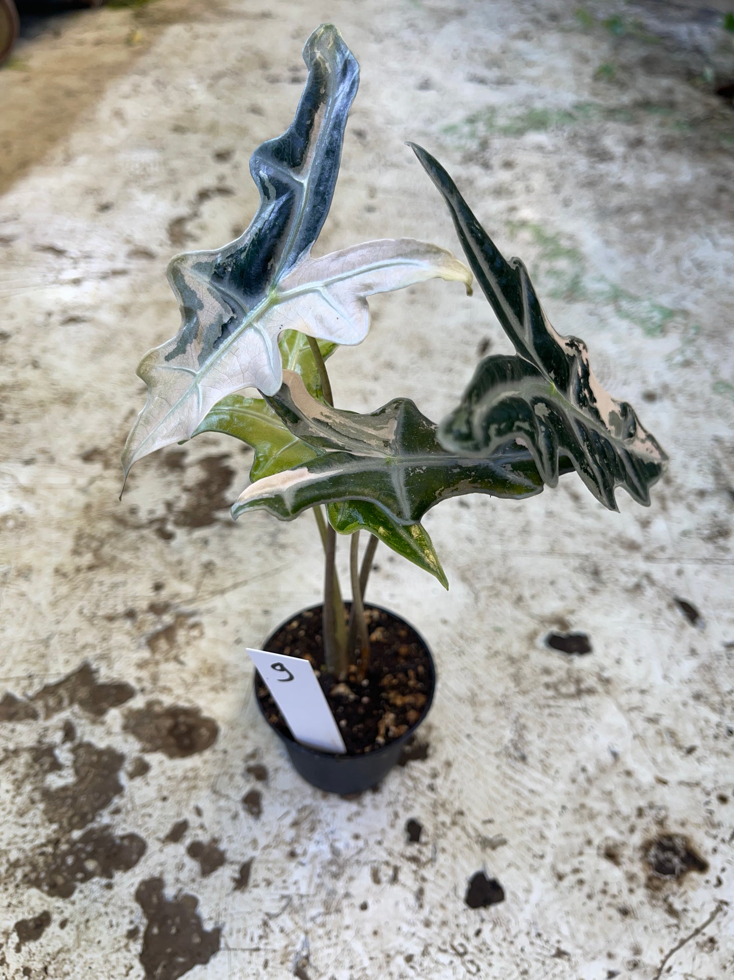Alocasia sanderiana nobilis pink variegata NEW