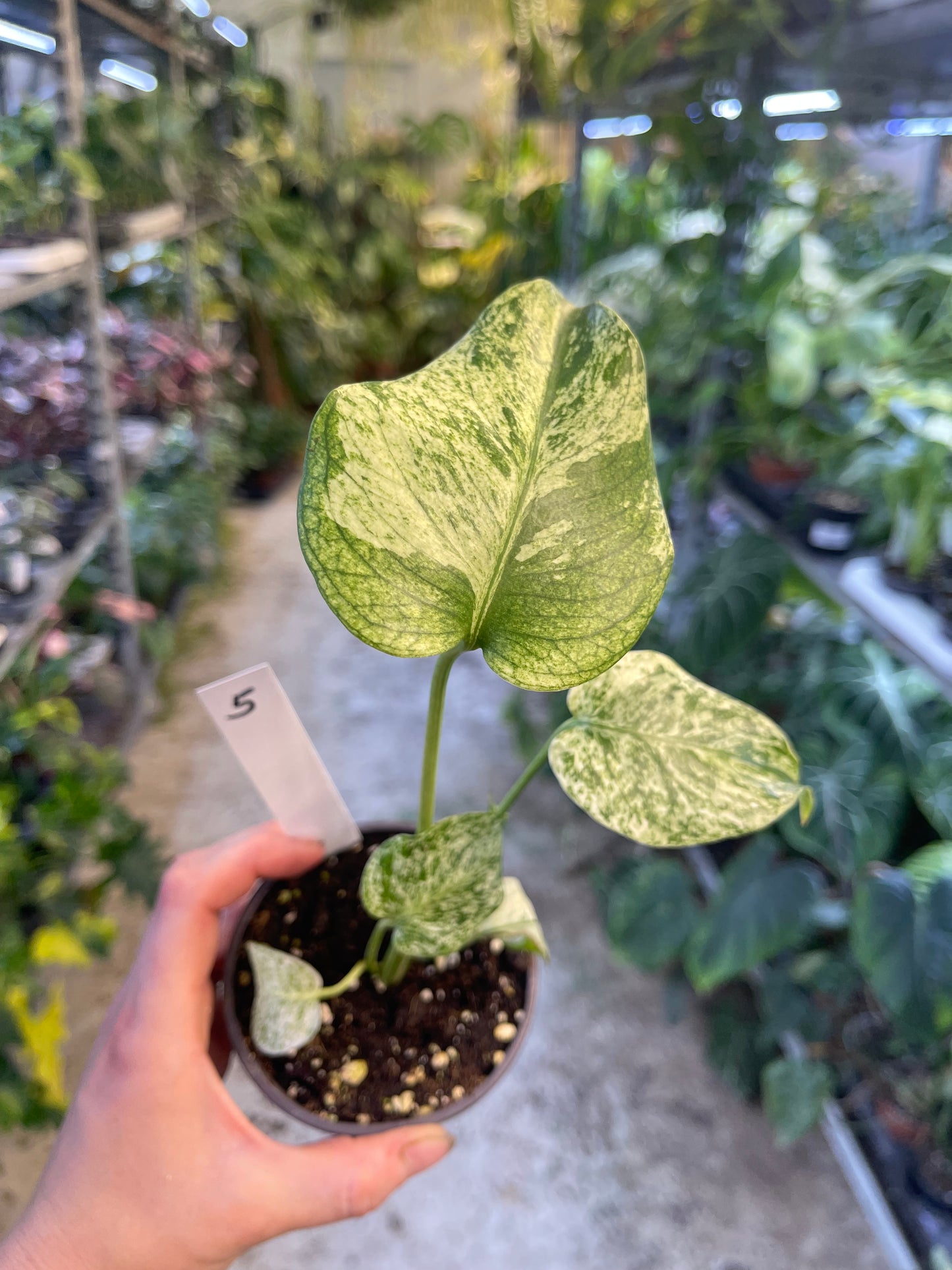 MONSTERA WHITE MONSTER M NEW