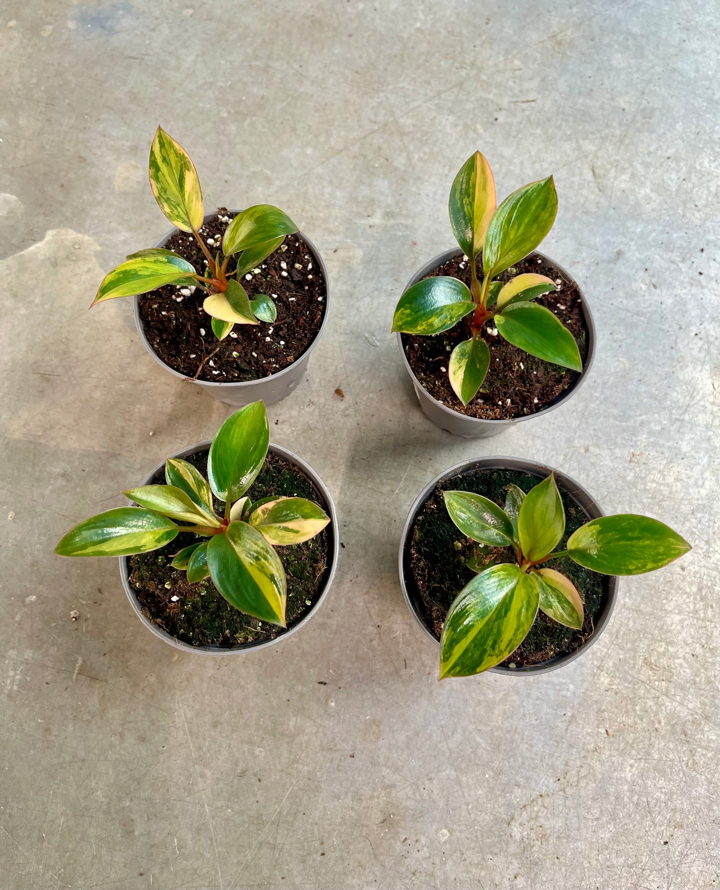 PHILODENDRON RED CONGO VARIEGATA NEW