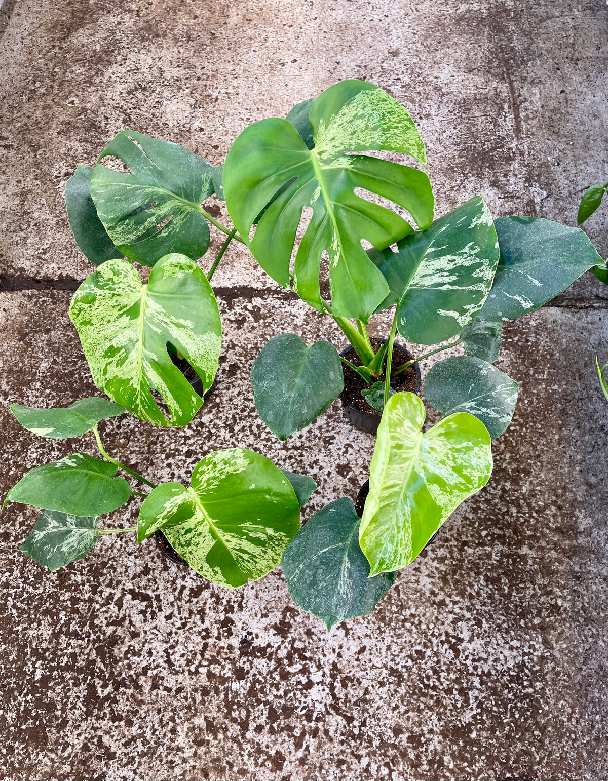 MONSTERA BULBASAUR NEW