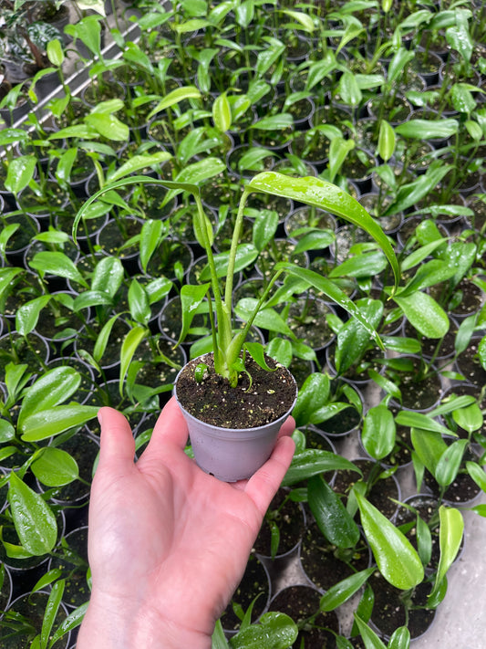 monstera dilacerata burle marx flame S NEW