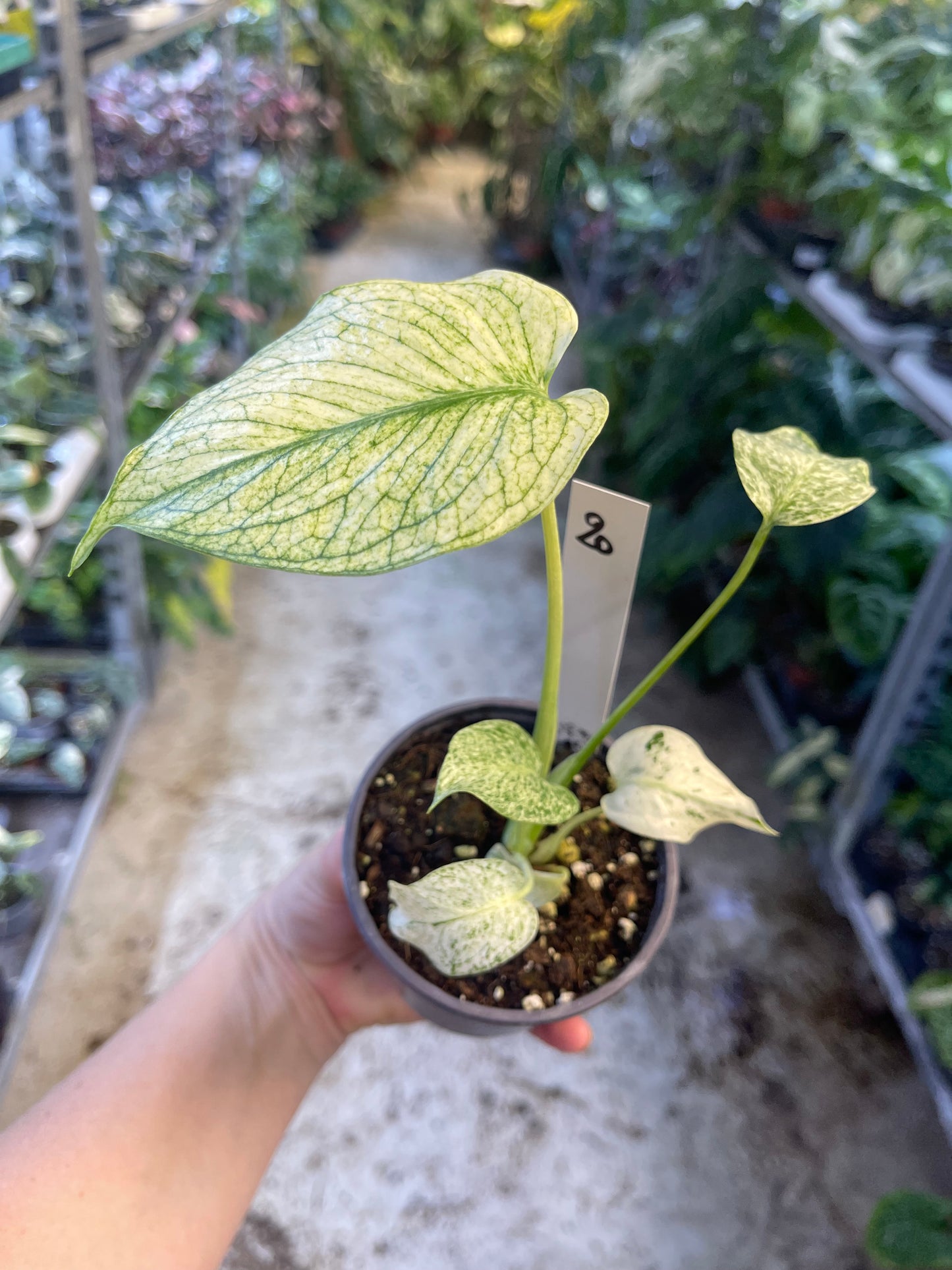 MONSTERA WHITE MONSTER M NEW