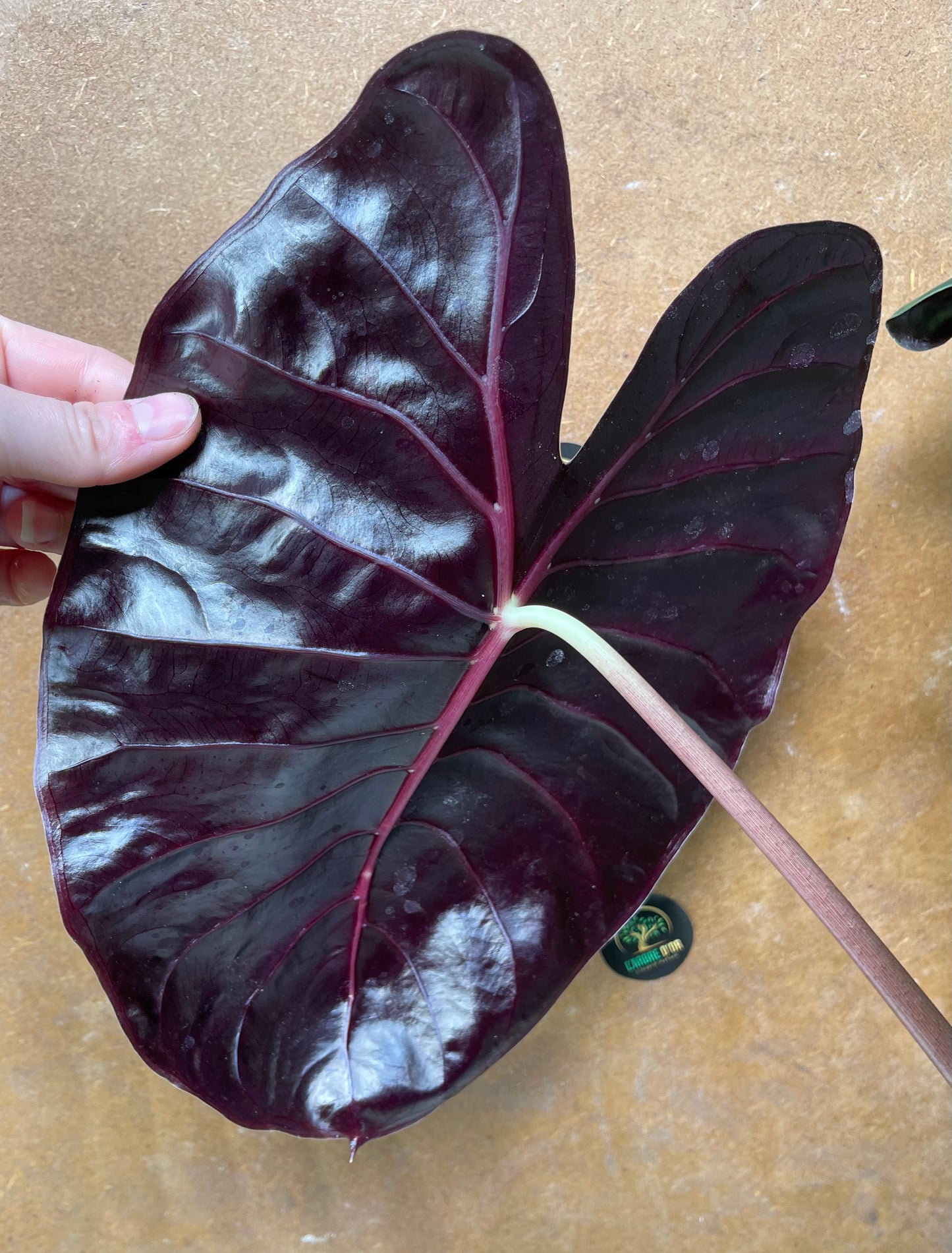 Alocasia purple prince XL