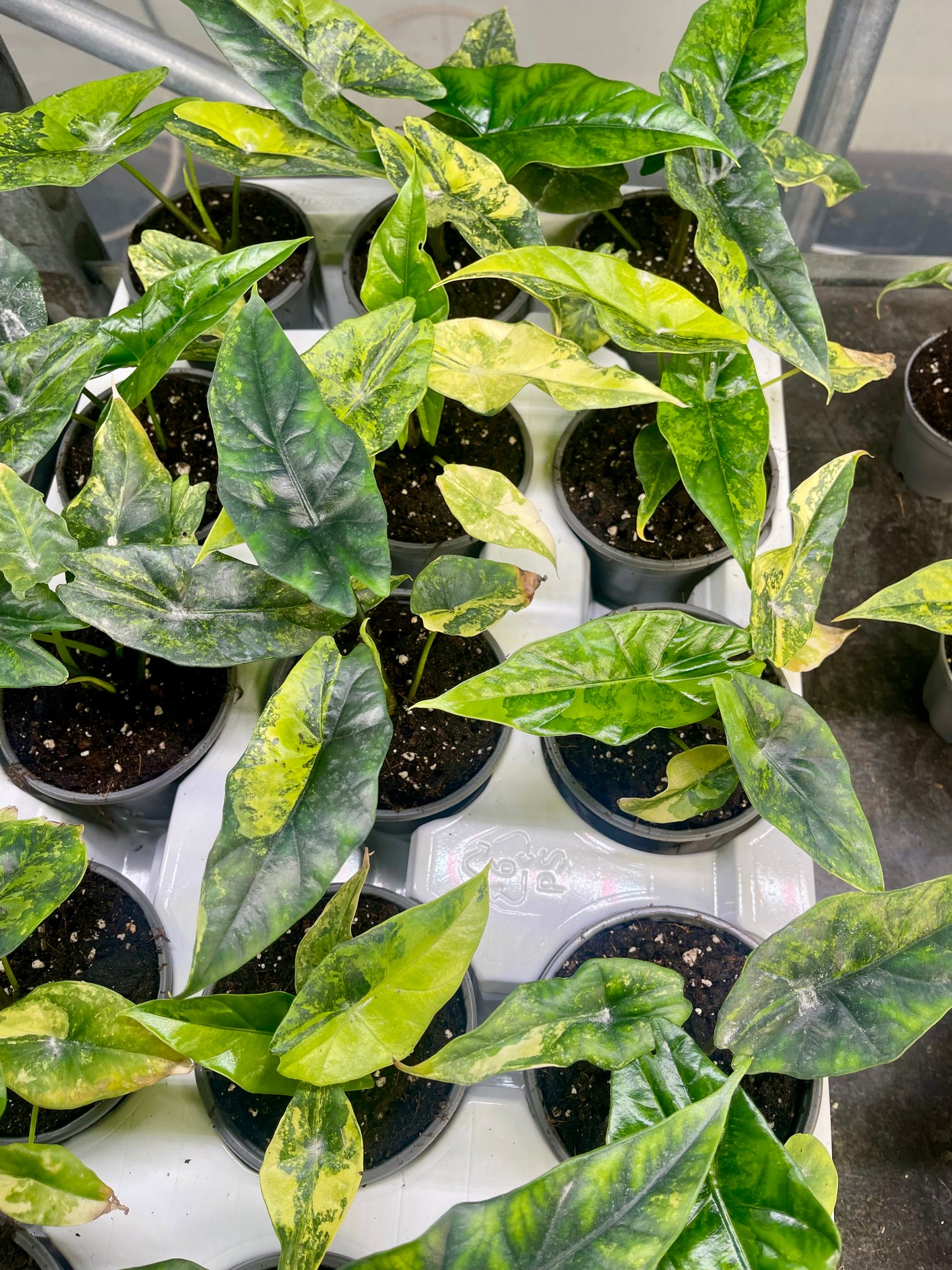 ALOCASIA SIMPO AUREA VARIEGATA NEW