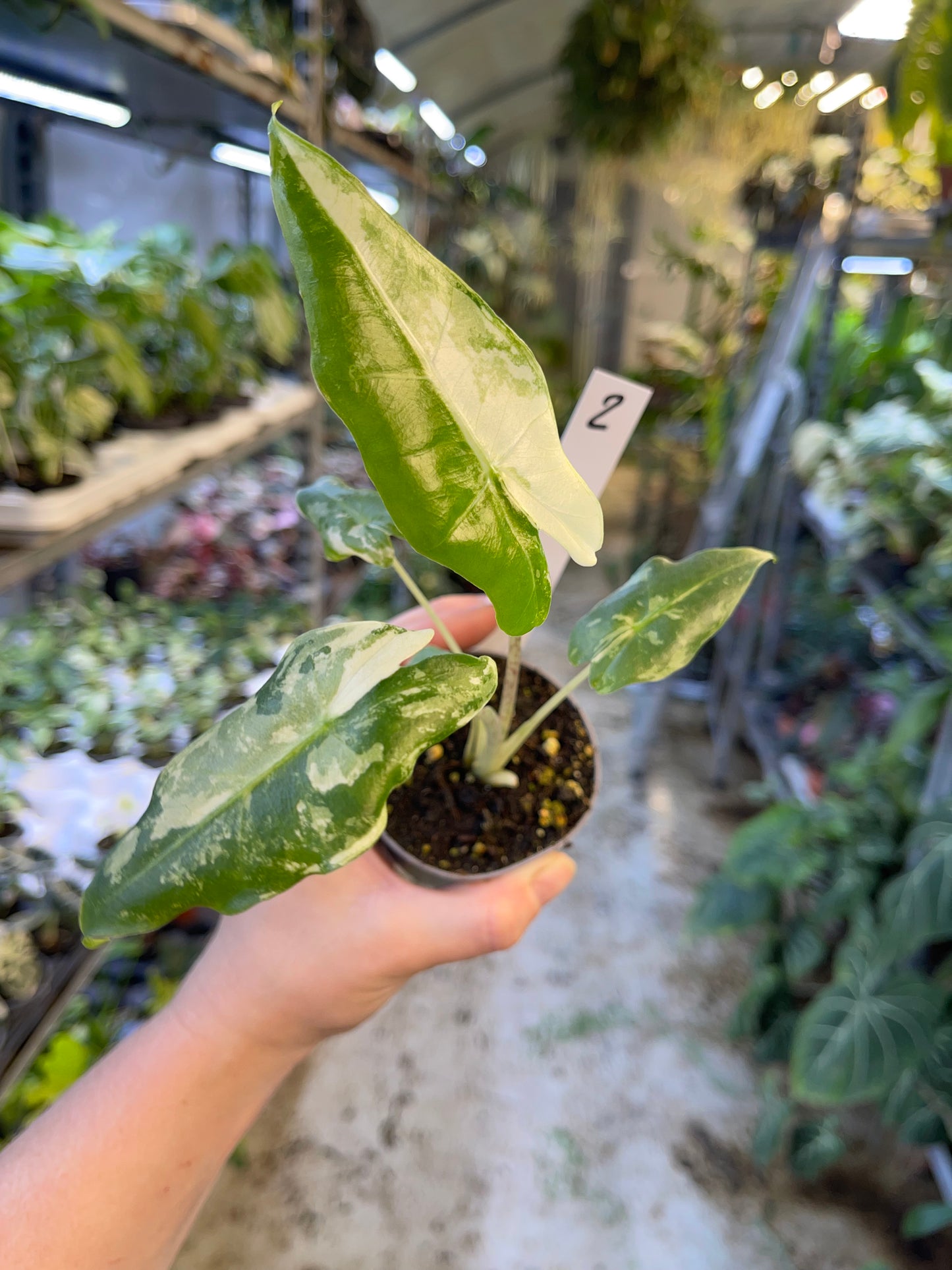 ALOCASIA SARIAN ALBO VARIEGATA NEW