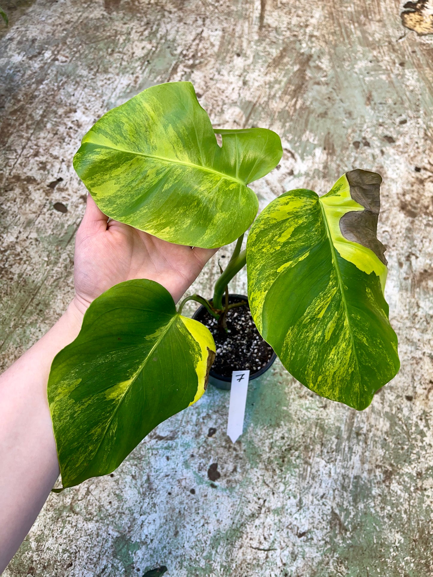 Monstera Aurea small form