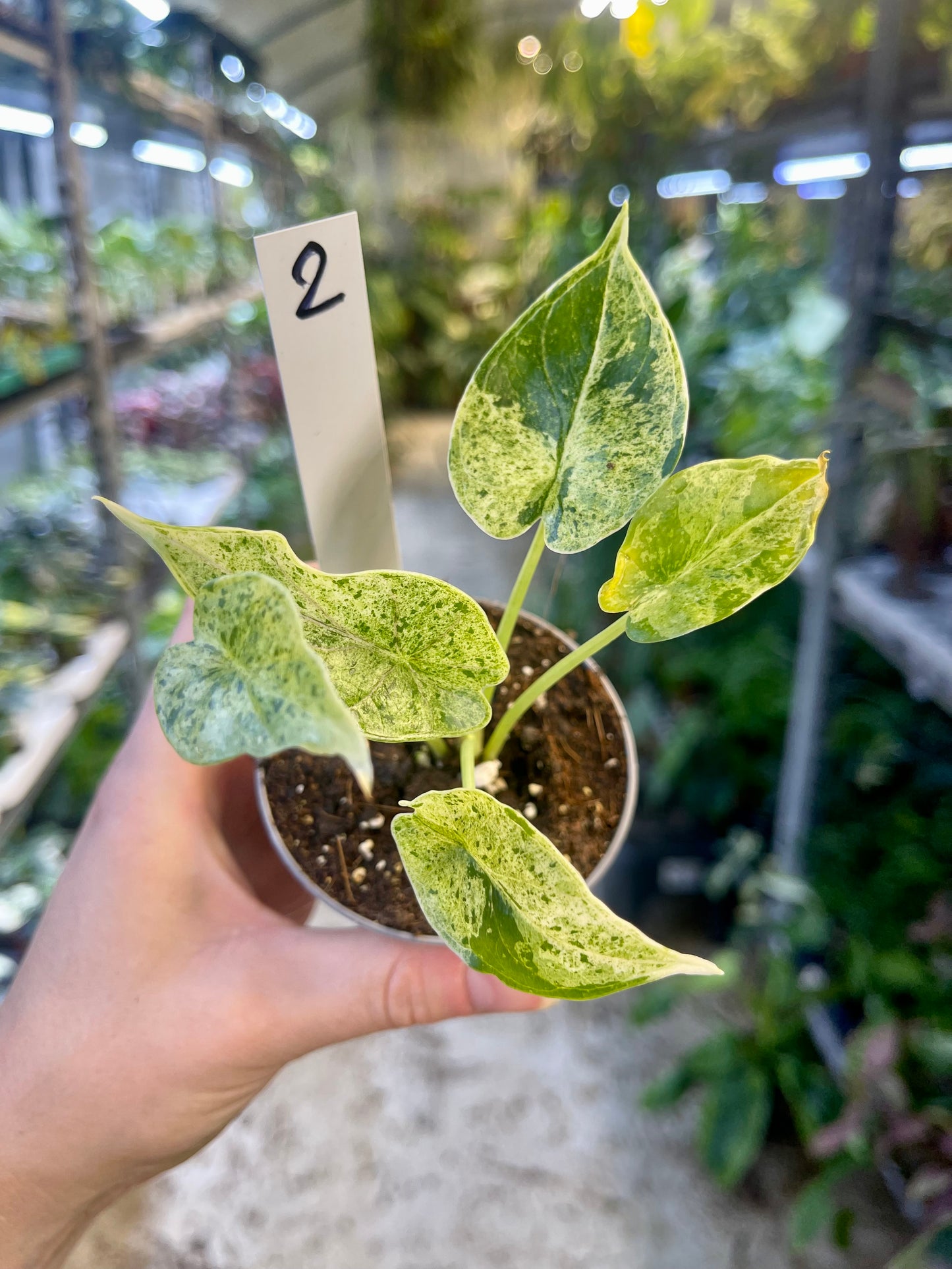 Alocasia dragon scale mint variegata NEW
