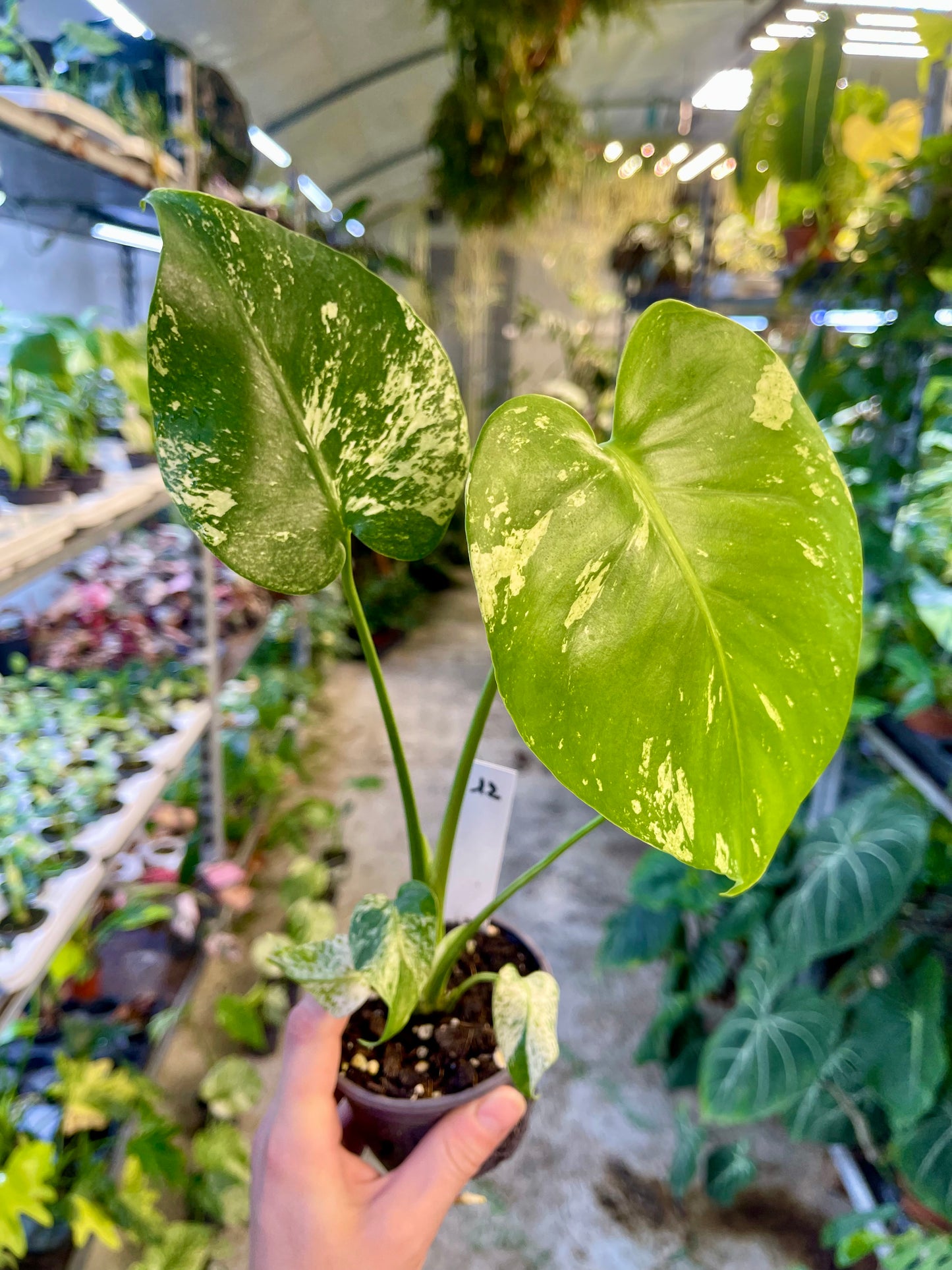 MONSTERA WHITE MONSTER M NEW