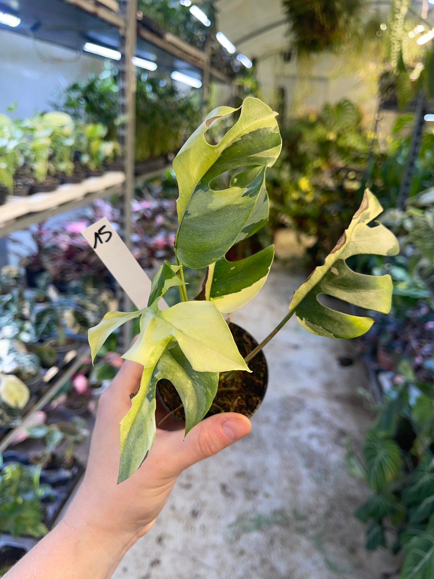 Monstera minima ALBO variegata / Rhaphidophora tetrasperma ALBO variegata