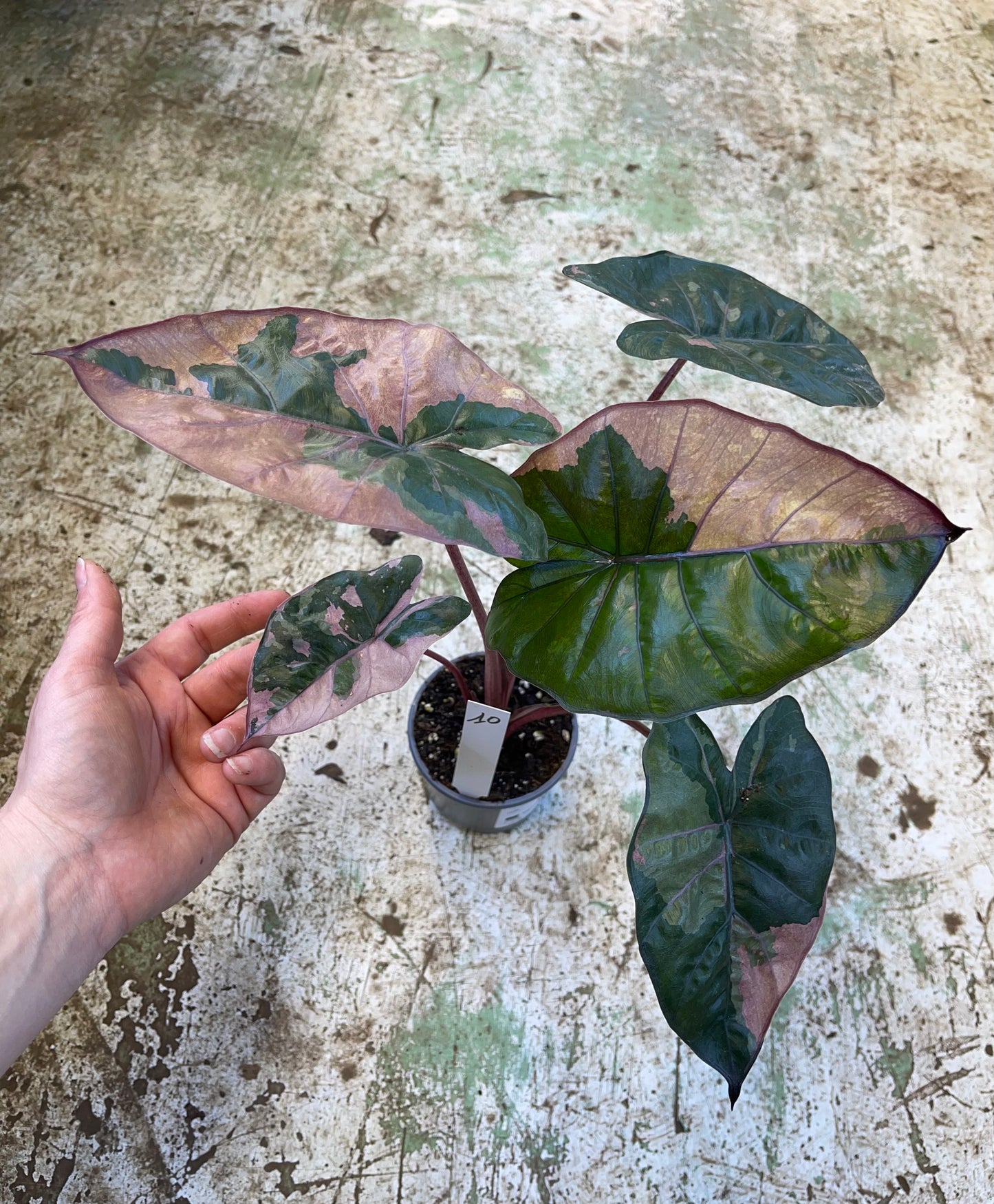 Alocasia yucatan pink variegata M
