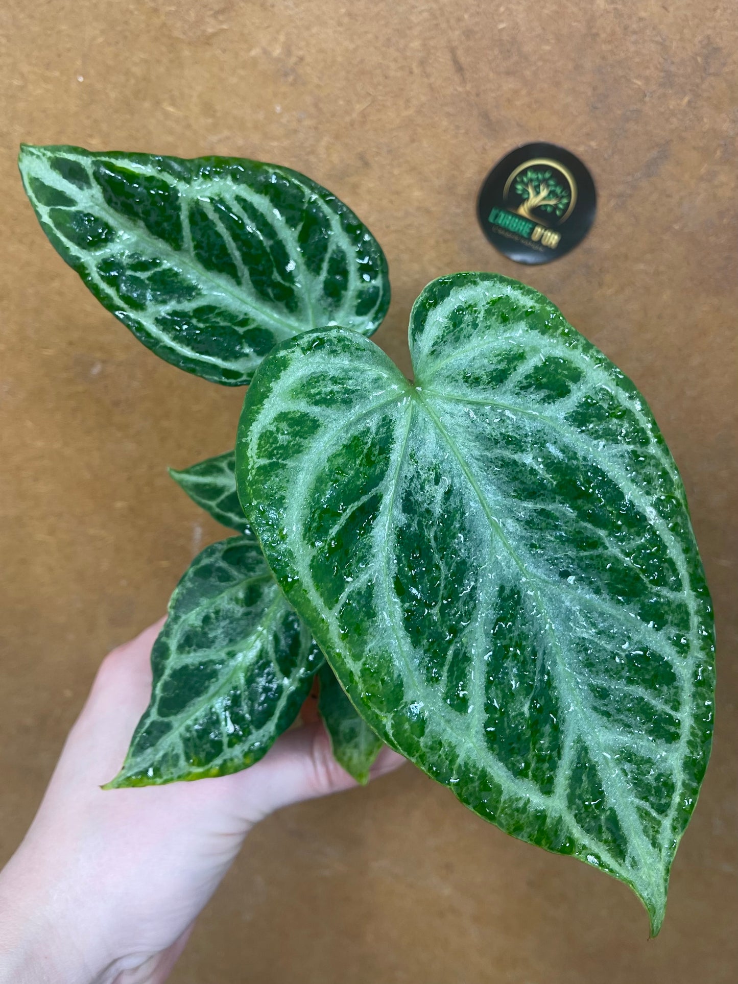 Anthurium silver blush mint