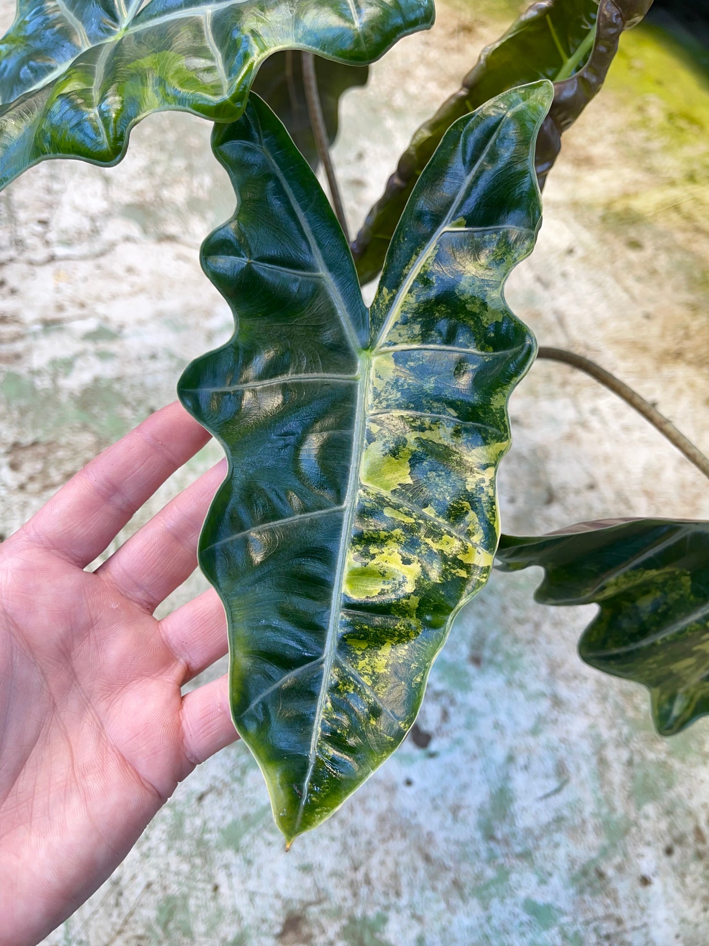 ALOCASIA PSEUDO SANDERIANA AUREA L