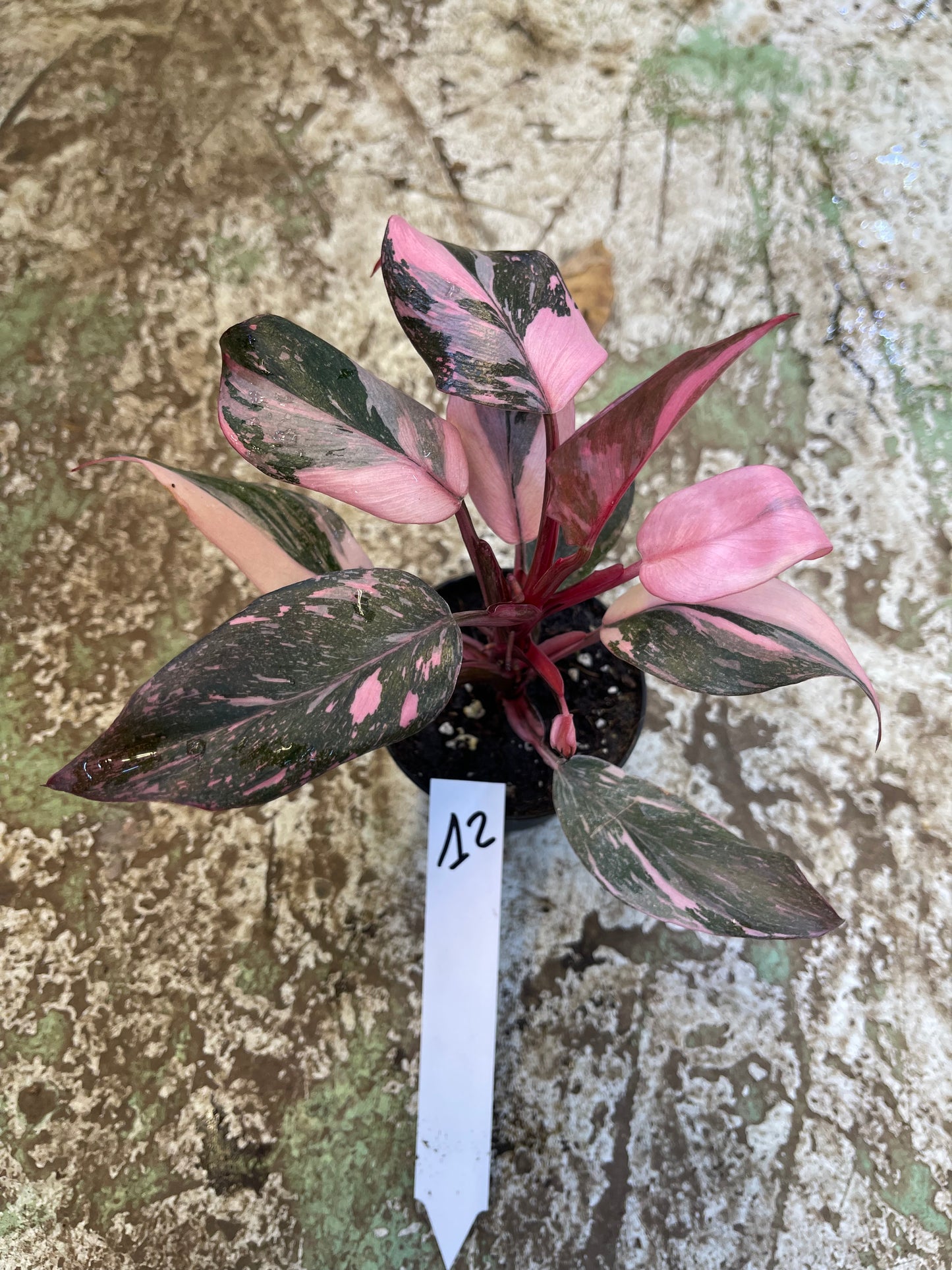 Philodendron pink princess galaxy M