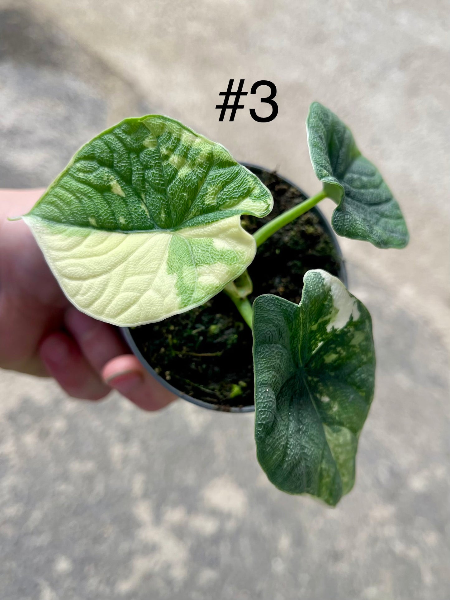 ALOCASIA MELO ALBO VARIEGATA NEW