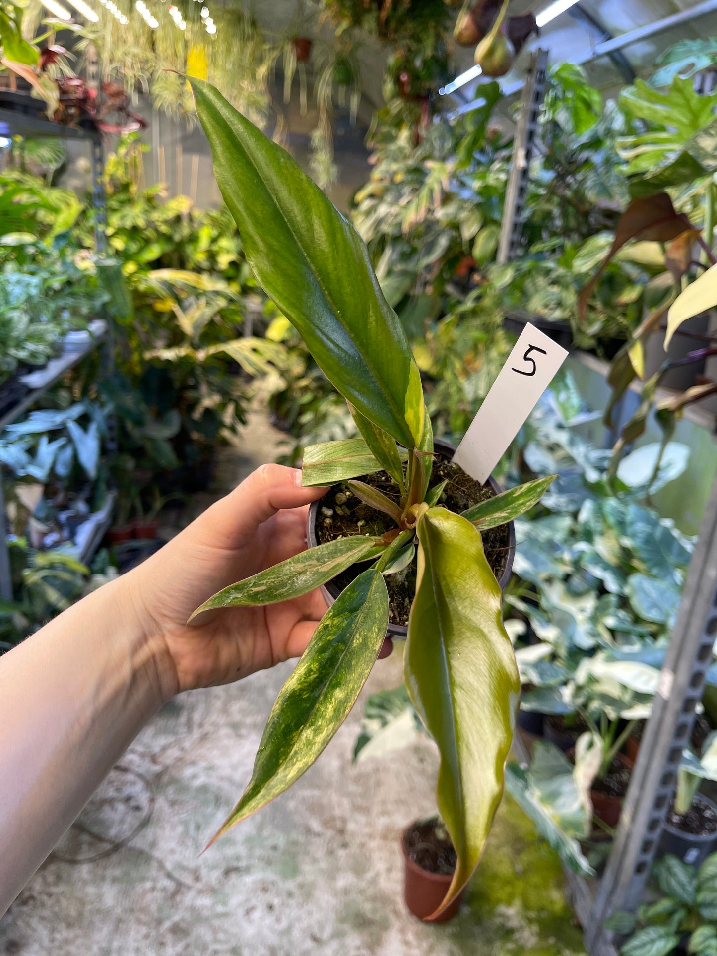 Philodendron caramel marble légère var M