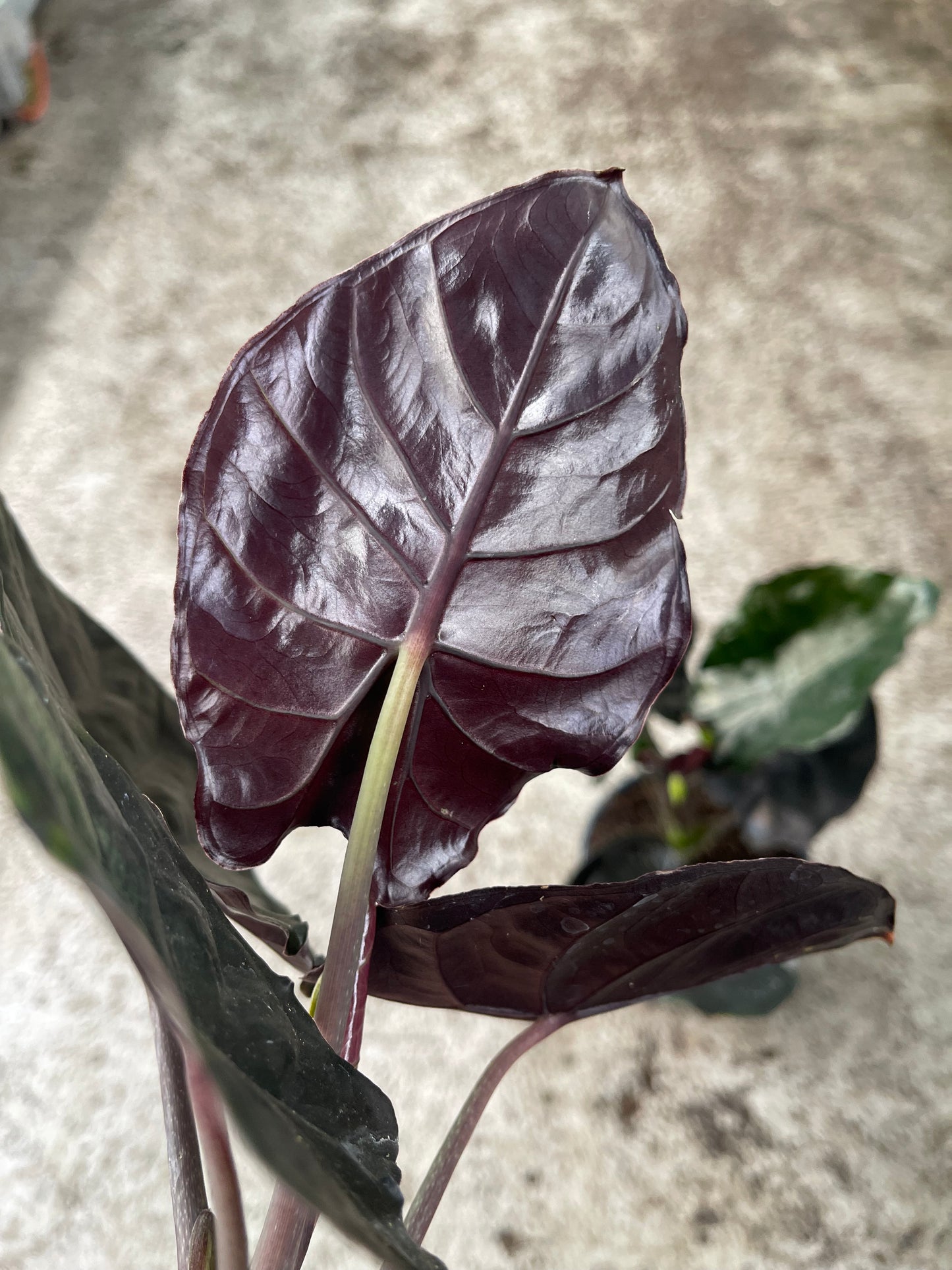 Alocasia Infernalis Black Magic