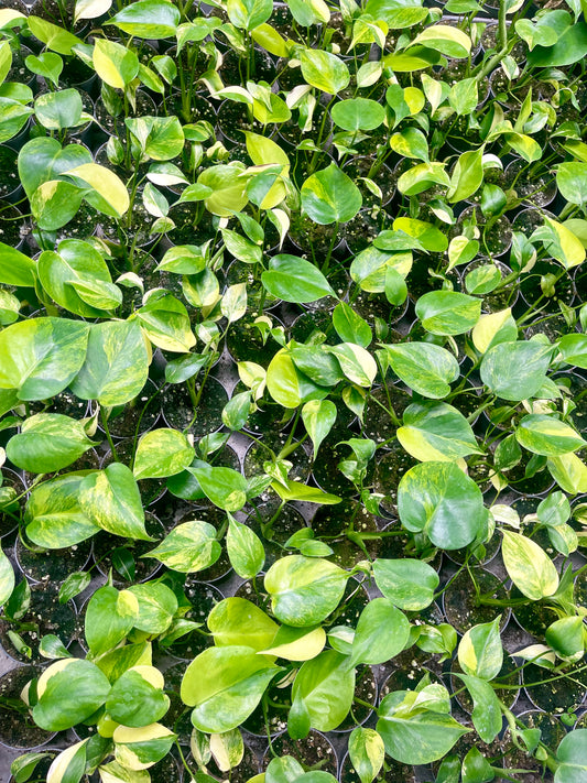 Monstera deliciosa Yellow Marilyn Variegata S NEW