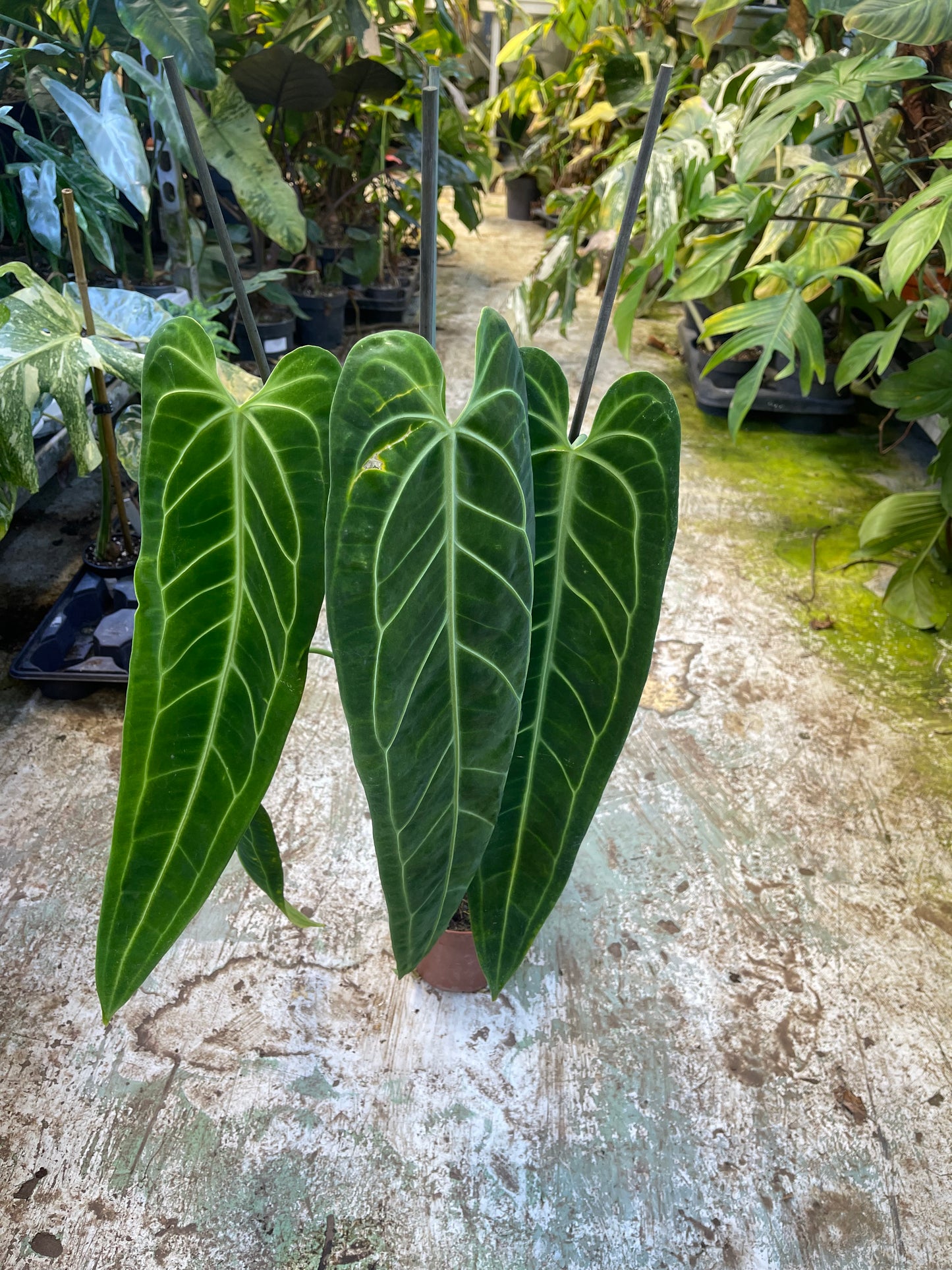 Anthurium warocqueanum L