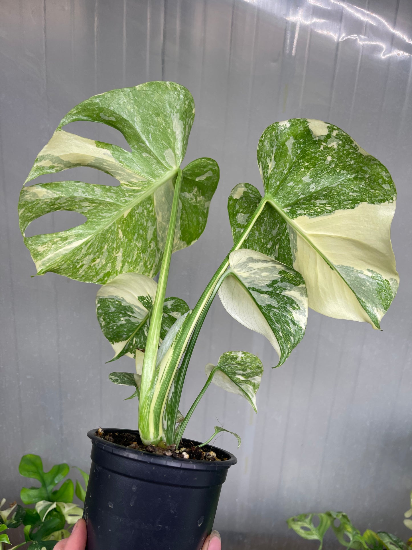 MONSTERA THAI MUTATION NOID