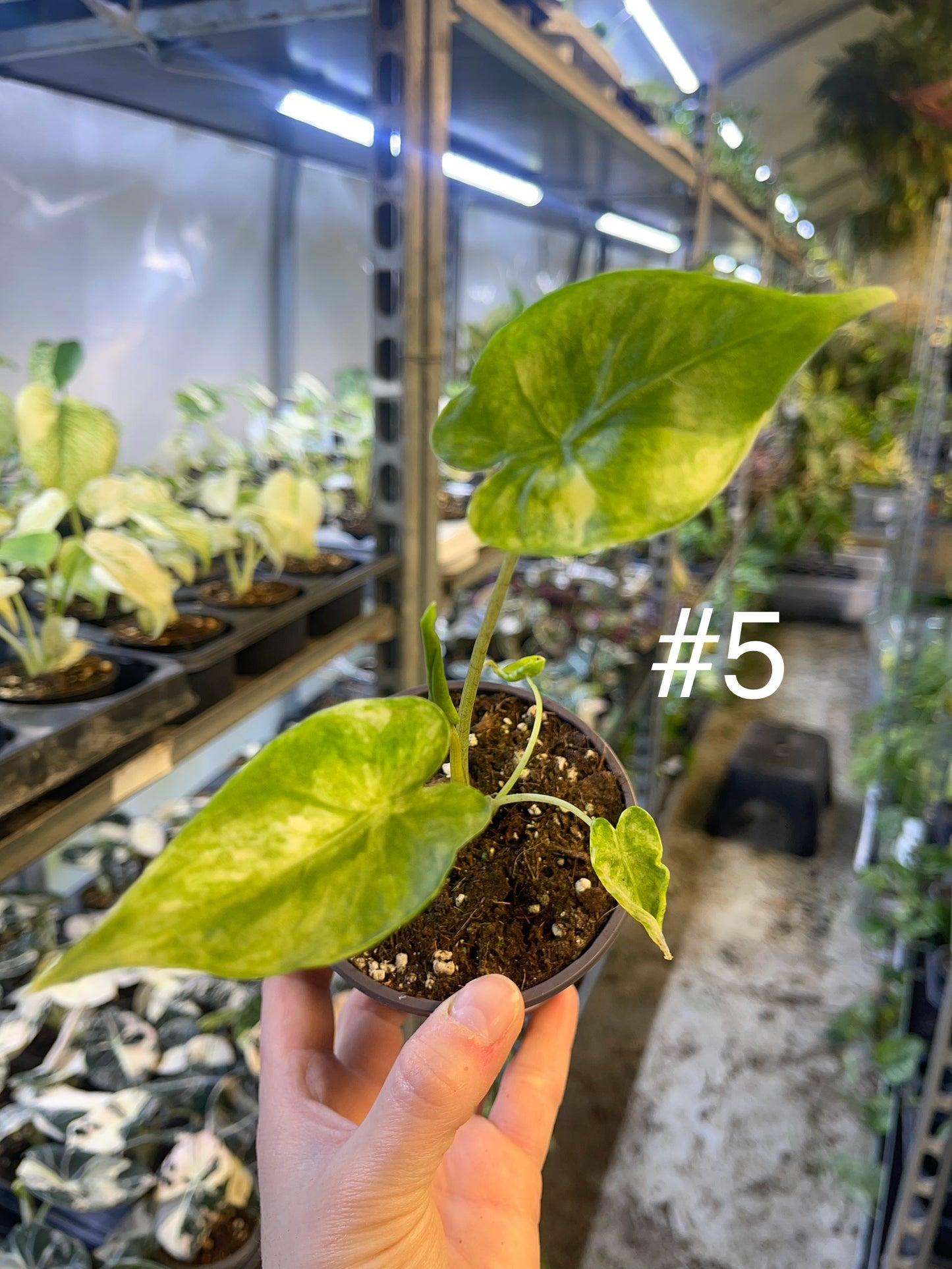 Alocasia shock treatment variegata M NEW