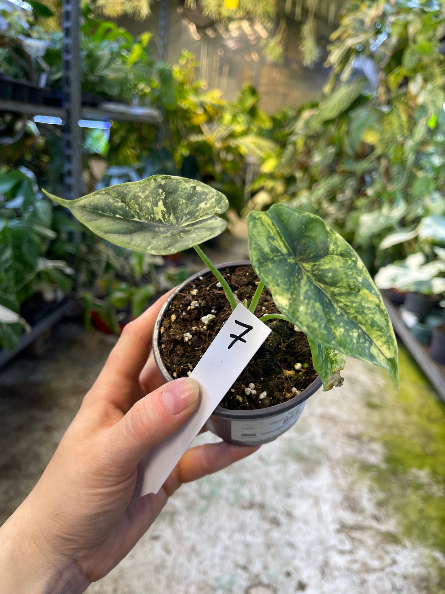 Alocasia dragon scale variegata