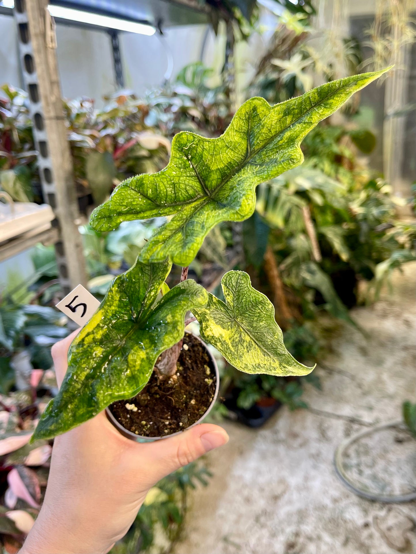 Alocasia jacklyn variegata NEW