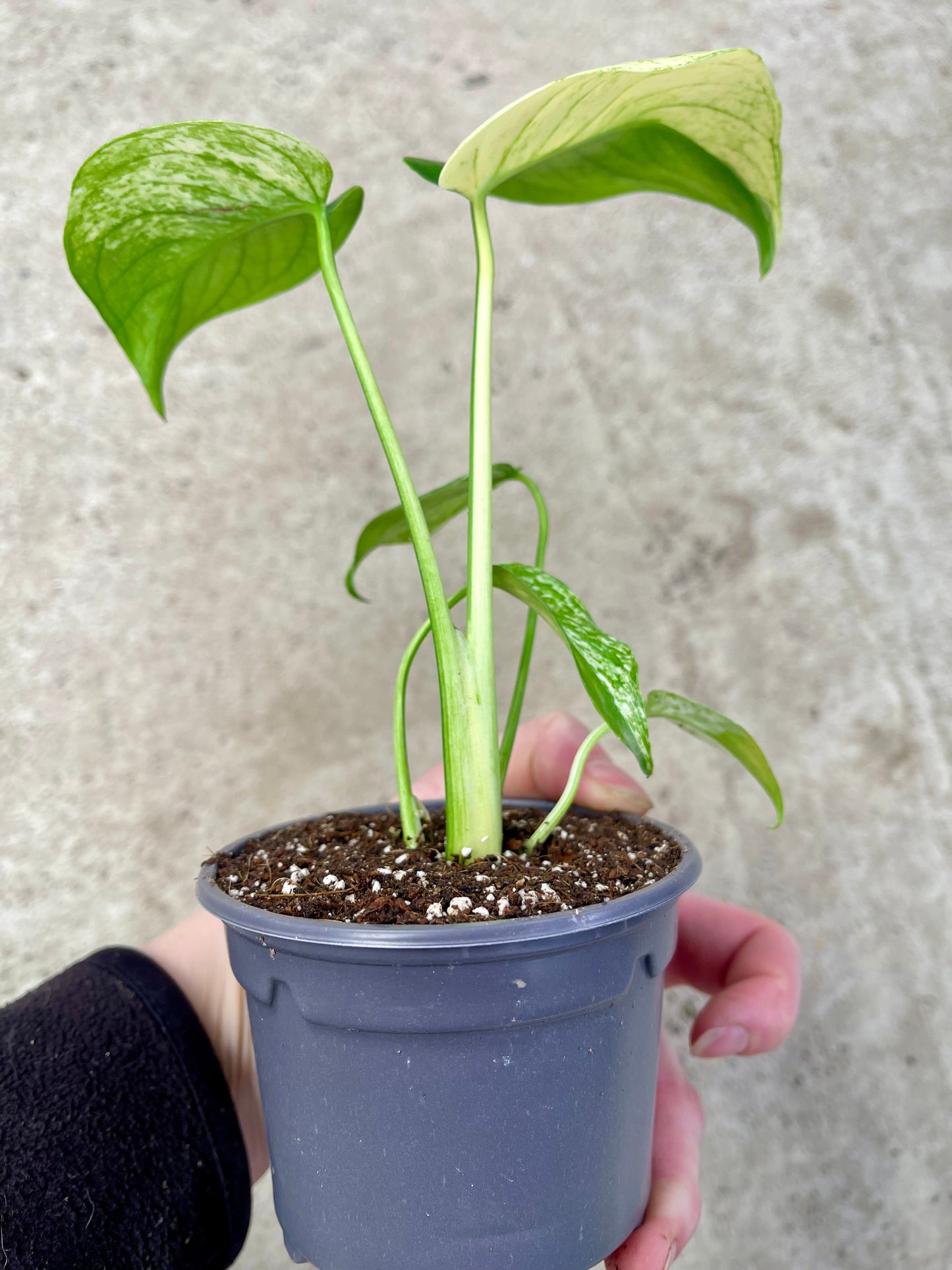 MONSTERA WHITE MONSTER MUTATION