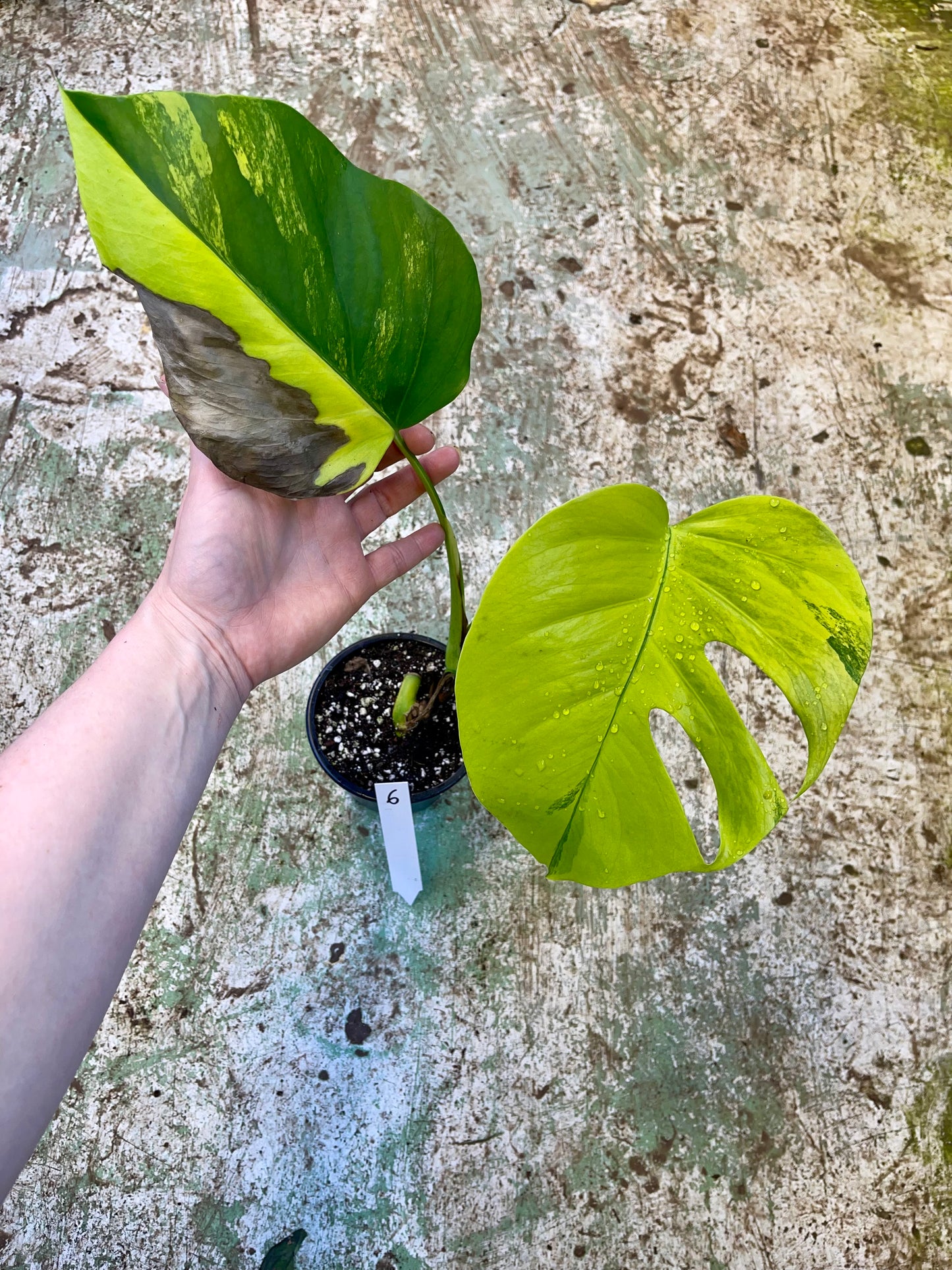 Monstera Aurea small form