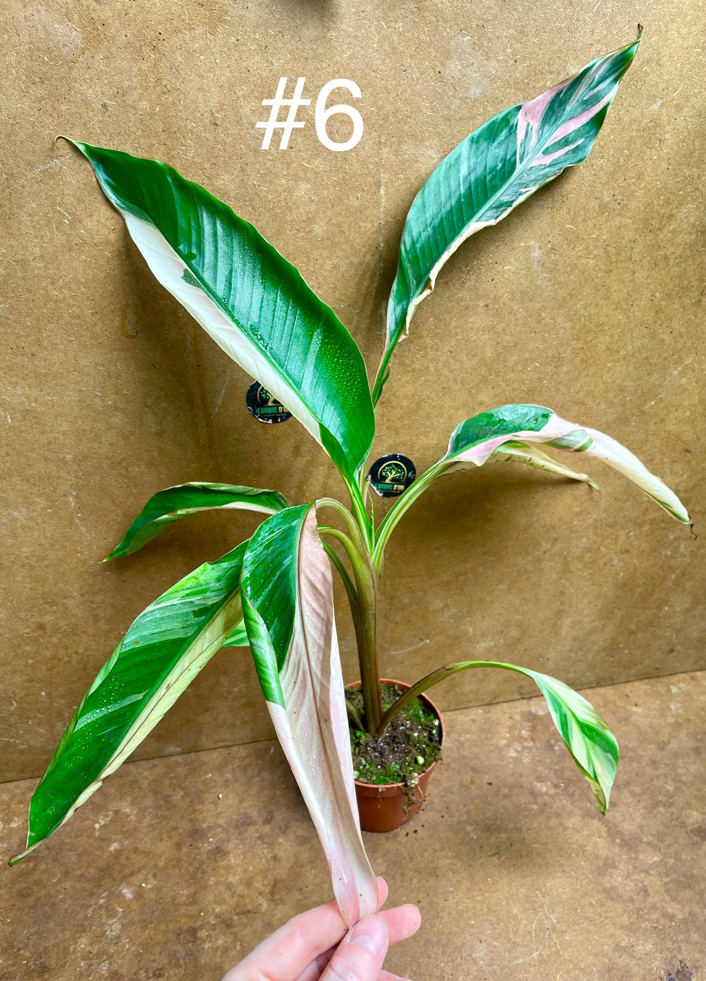 Musa nono pink variegata