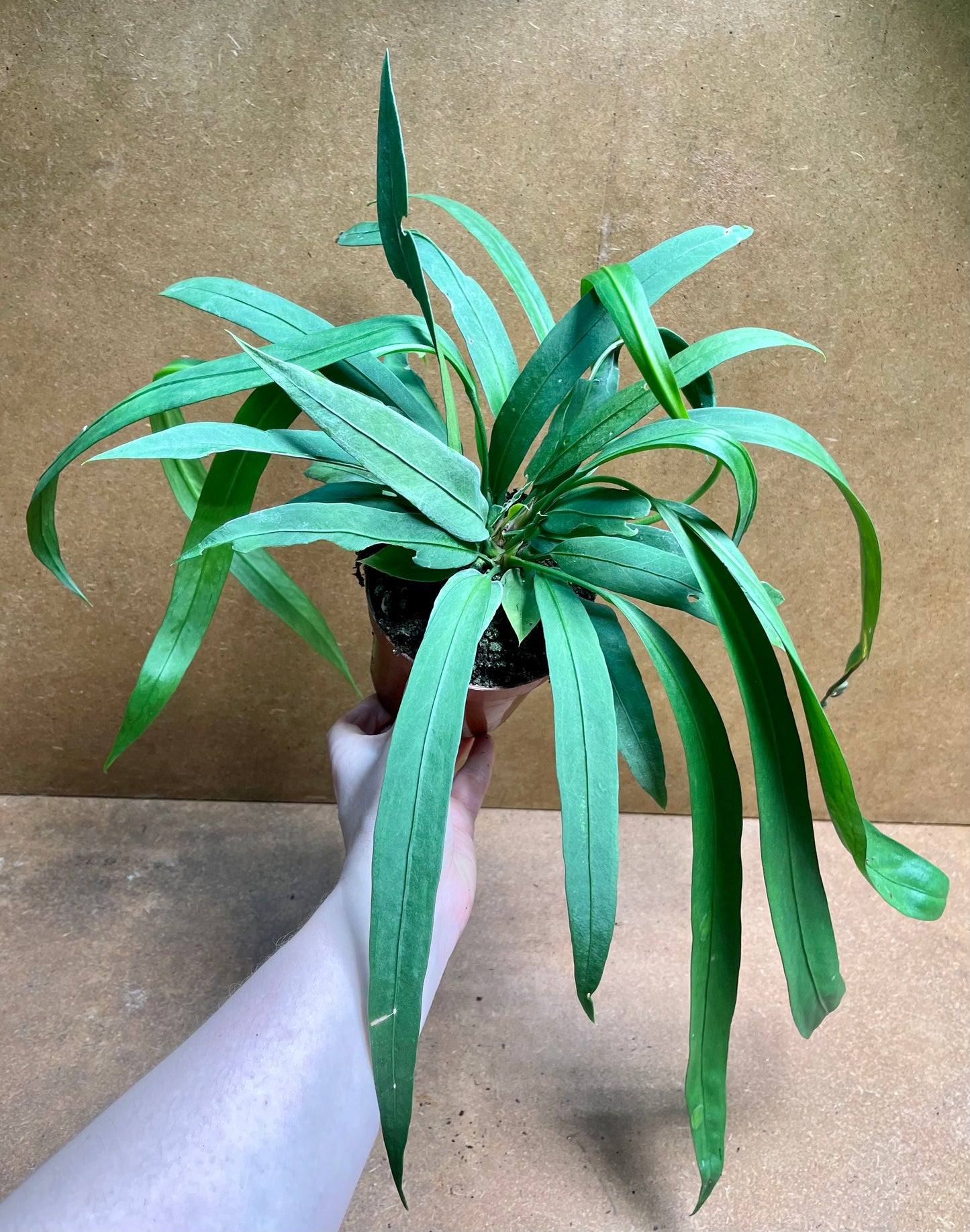 Anthurium vitarifollium