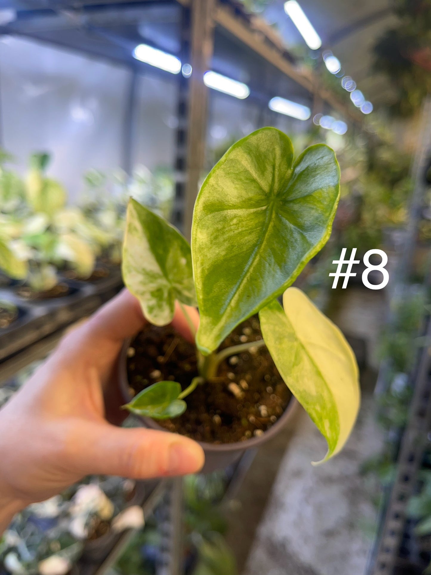 Alocasia shock treatment variegata M NEW