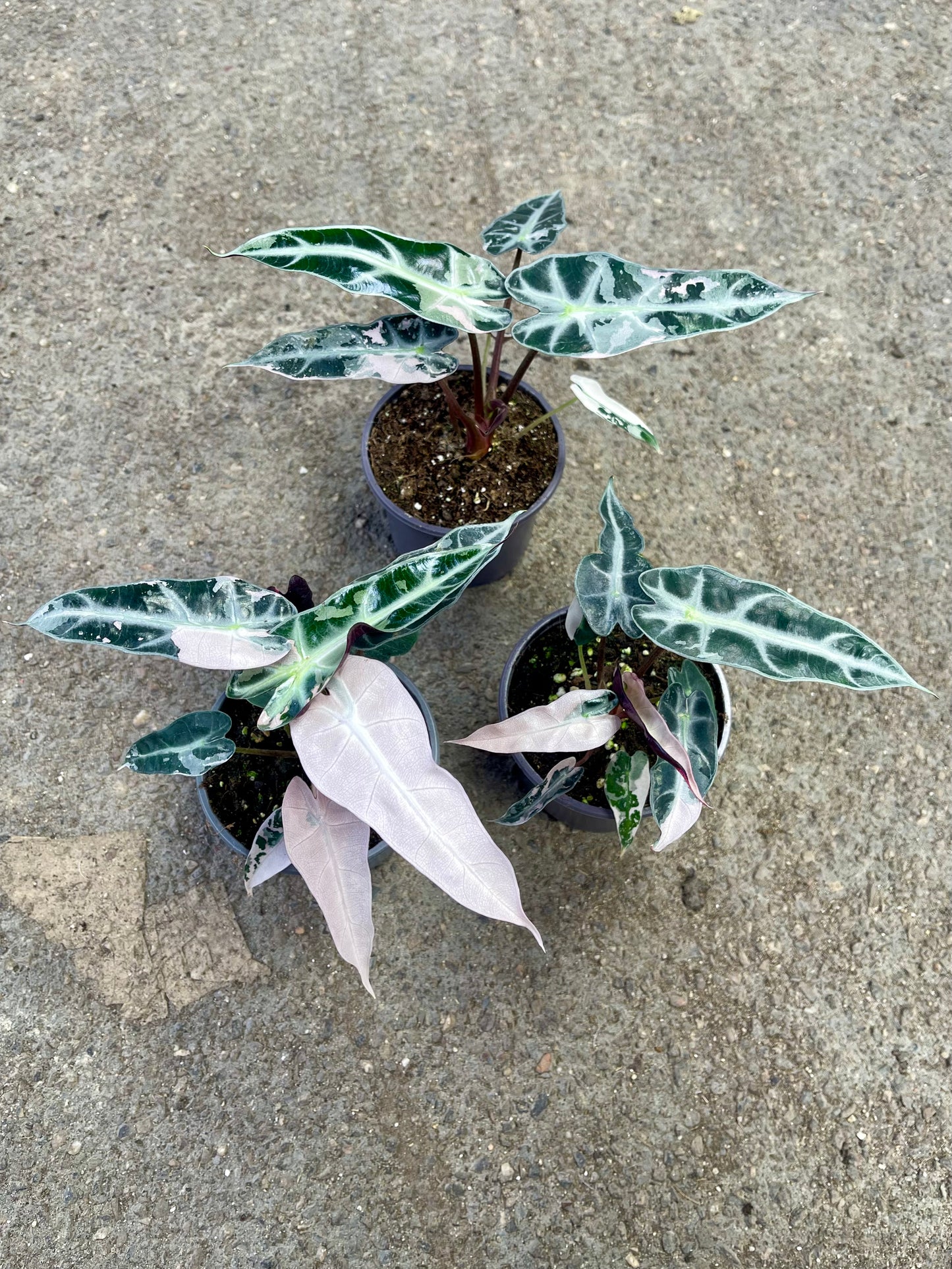 ALOCASIA BAMBINO PINK