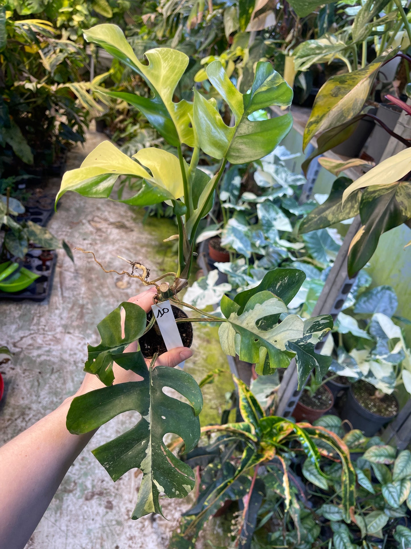 Monstera minima ALBO variegata / Rhaphidophora tetrasperma ALBO variegata