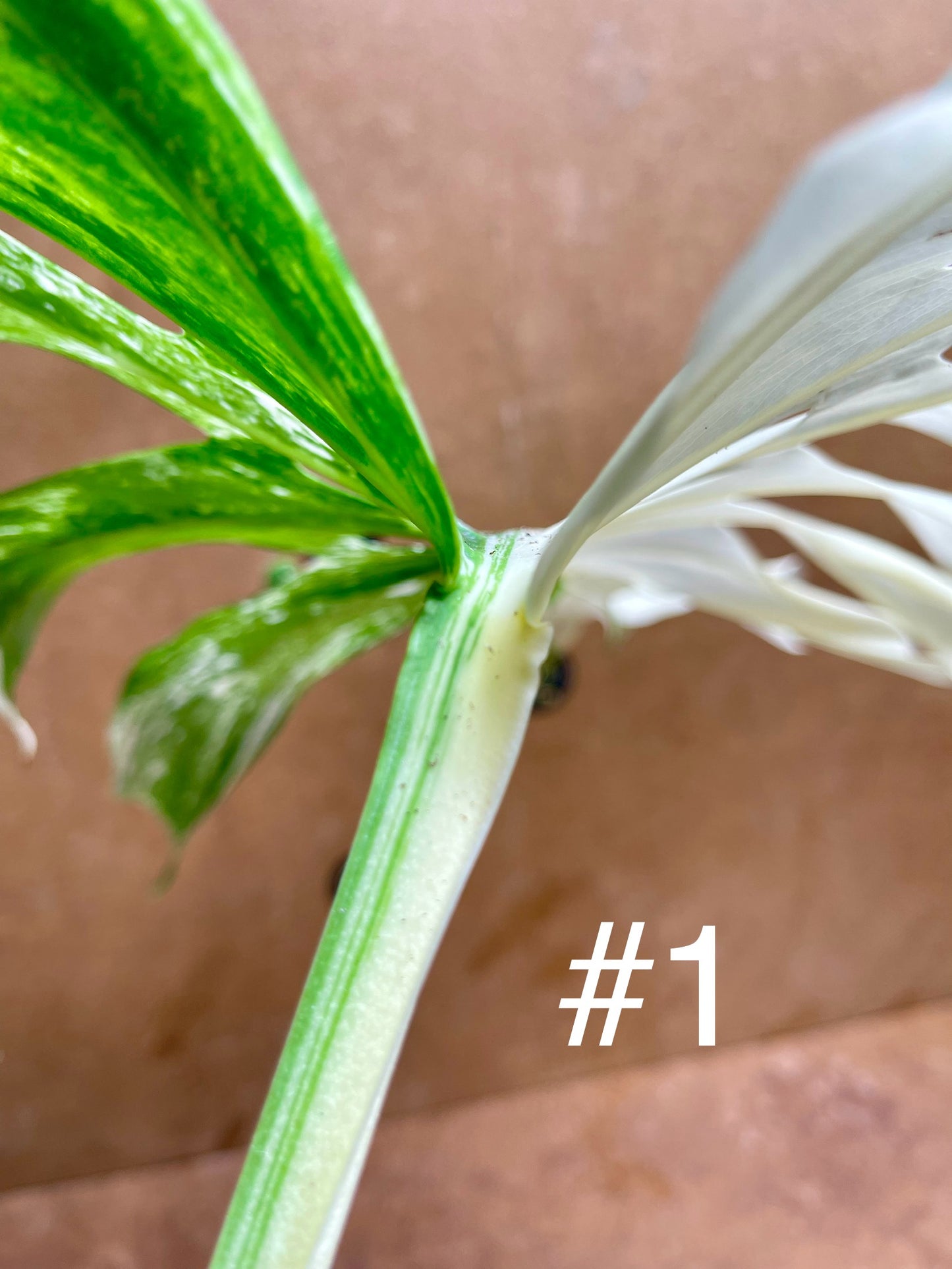 Monstera delisciosa variegata boutures  (VRAI DELICIOSA)