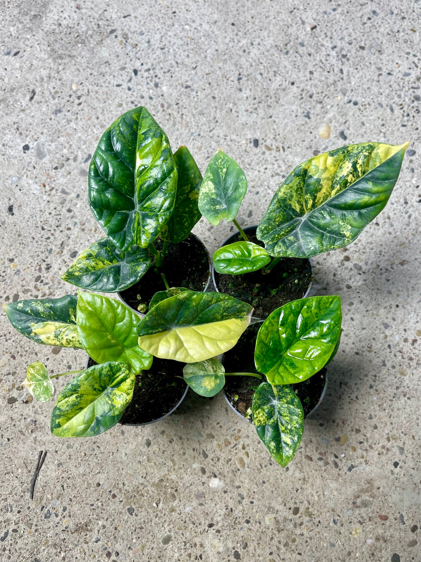 Alocasia sinuata variegata NEW