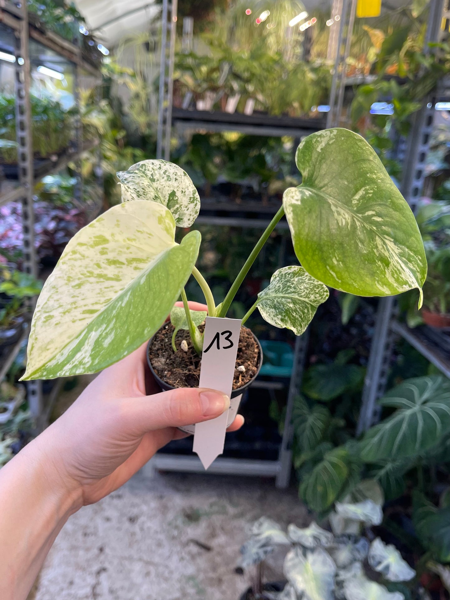MONSTERA MINT WHITE MONSTER S NEW