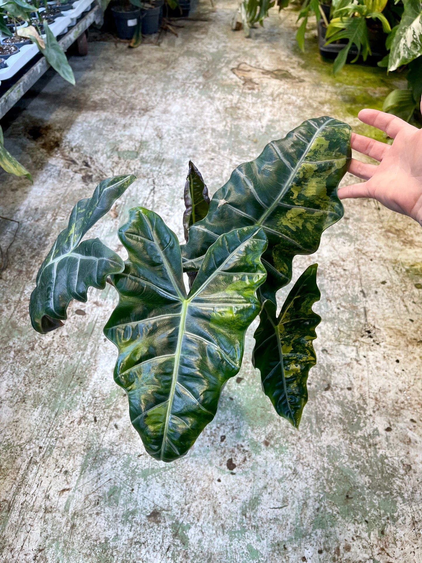 ALOCASIA PSEUDO SANDERIANA AUREA L