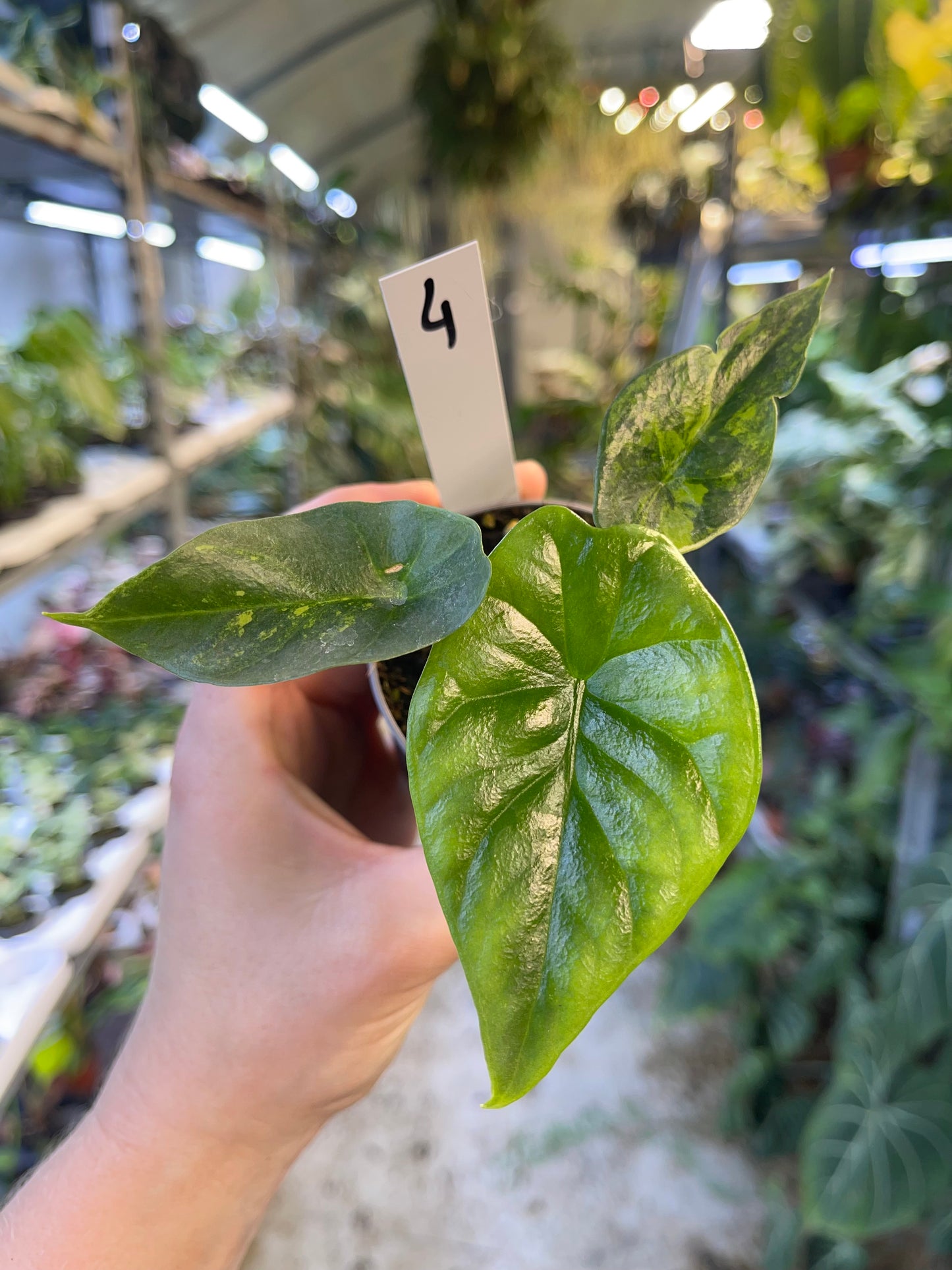 Alocasia sinuata variegata NEW