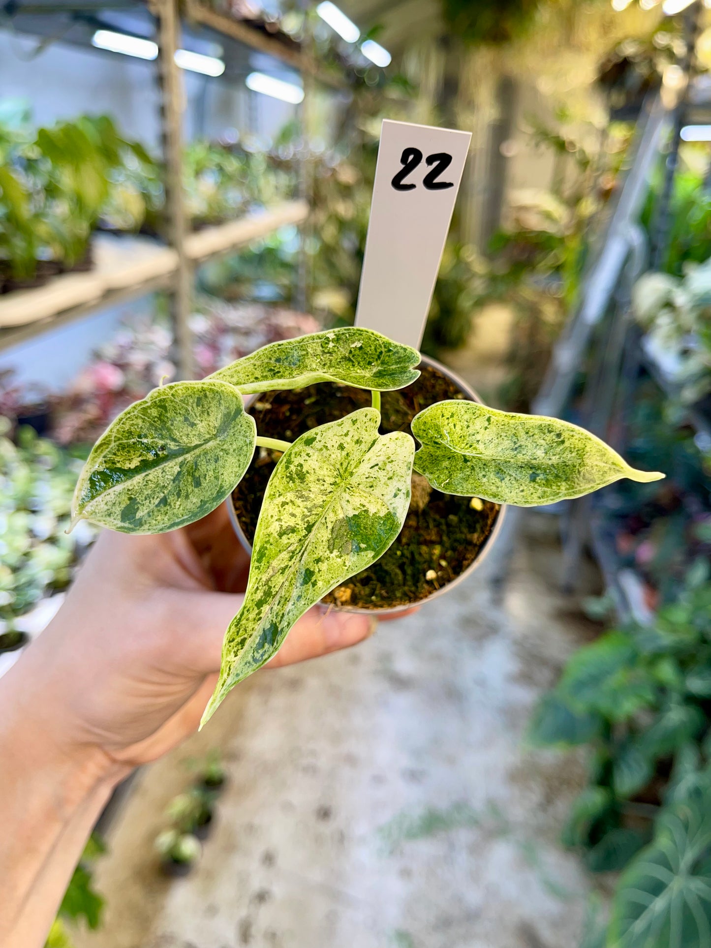 Alocasia dragon scale mint variegata NEW