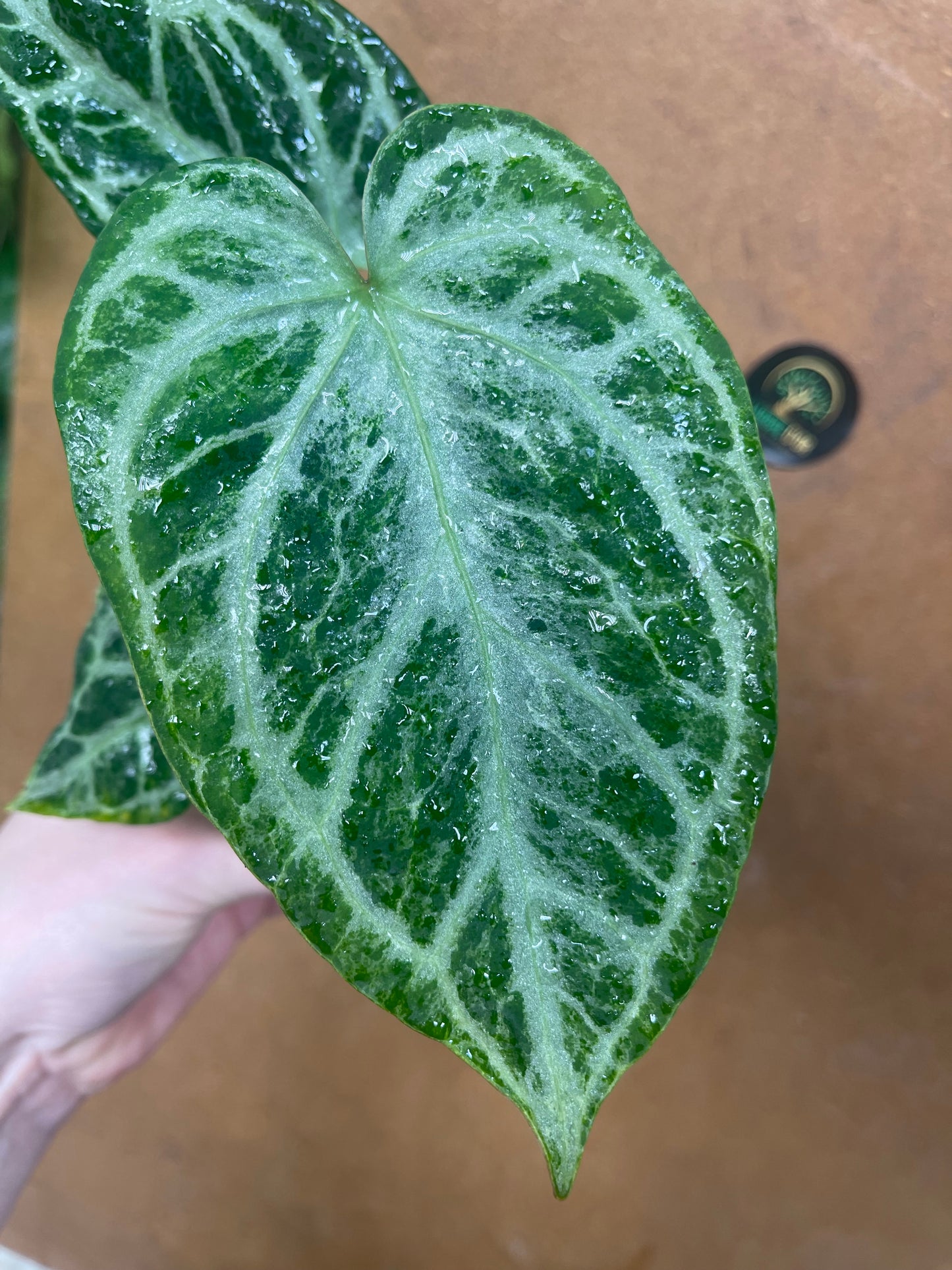 Anthurium silver blush mint