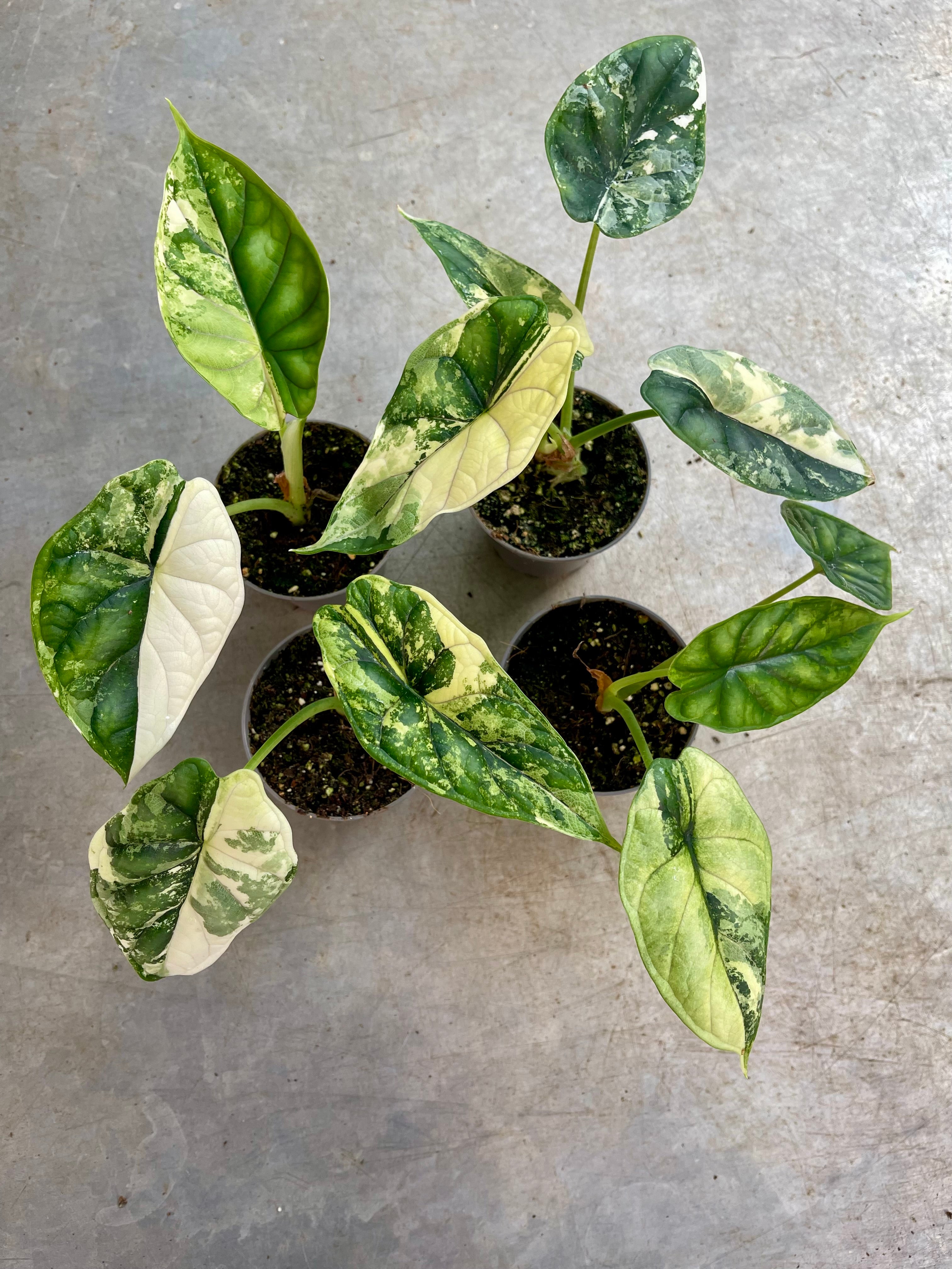 ALOCASIA DRAGON SCALE ALBO VARIEGATA S NEW – L'arbre D'or 67