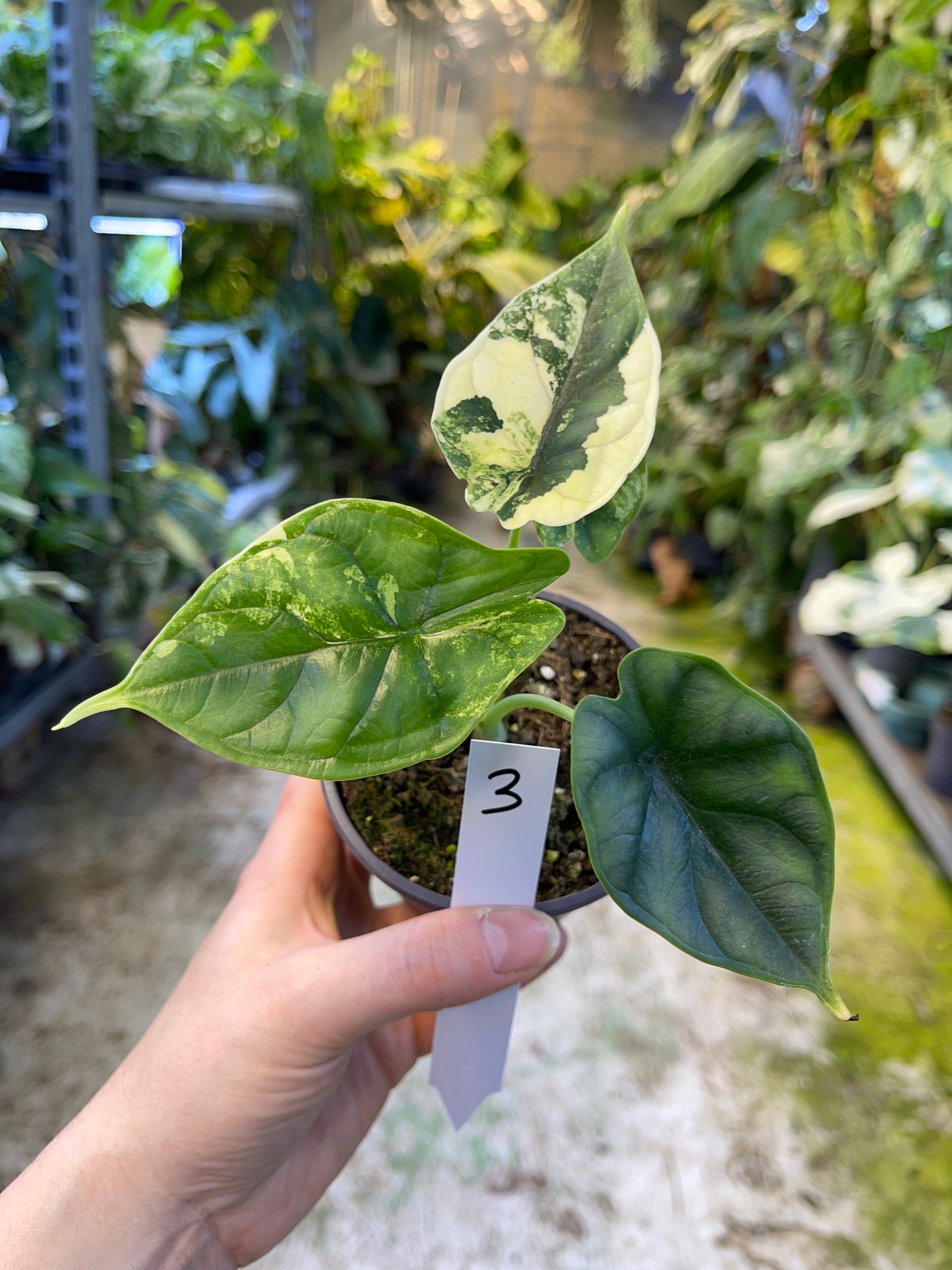 Alocasia dragon scale variegata