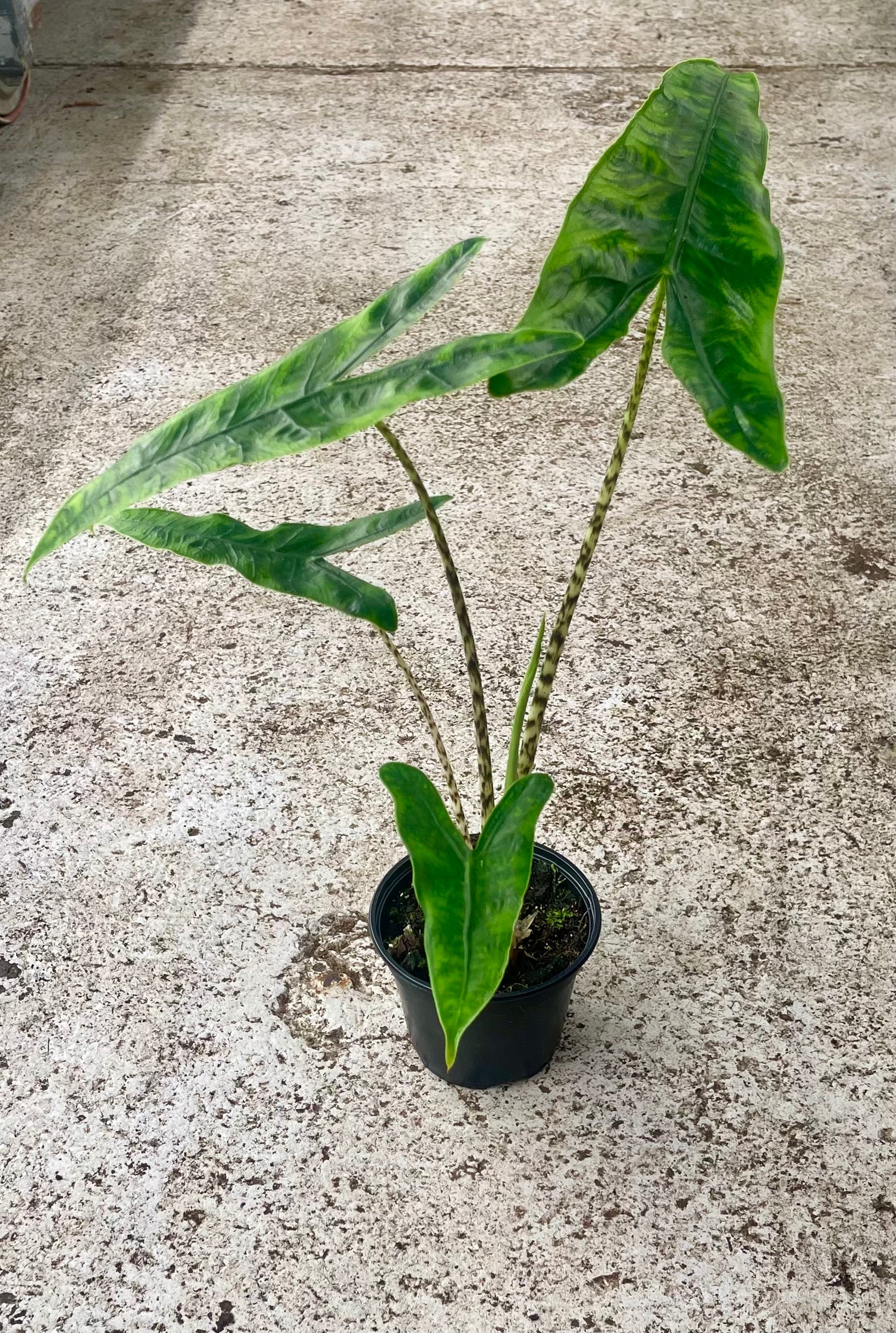 Alocasia zebrina reticulata – L'arbre D'or 67