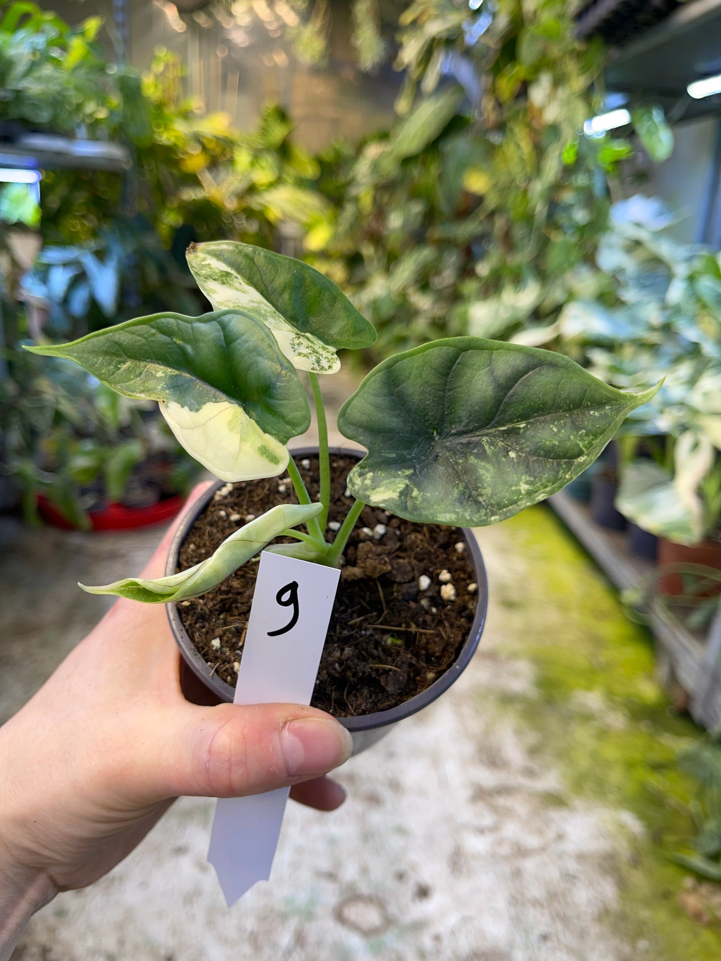 Alocasia dragon scale variegata
