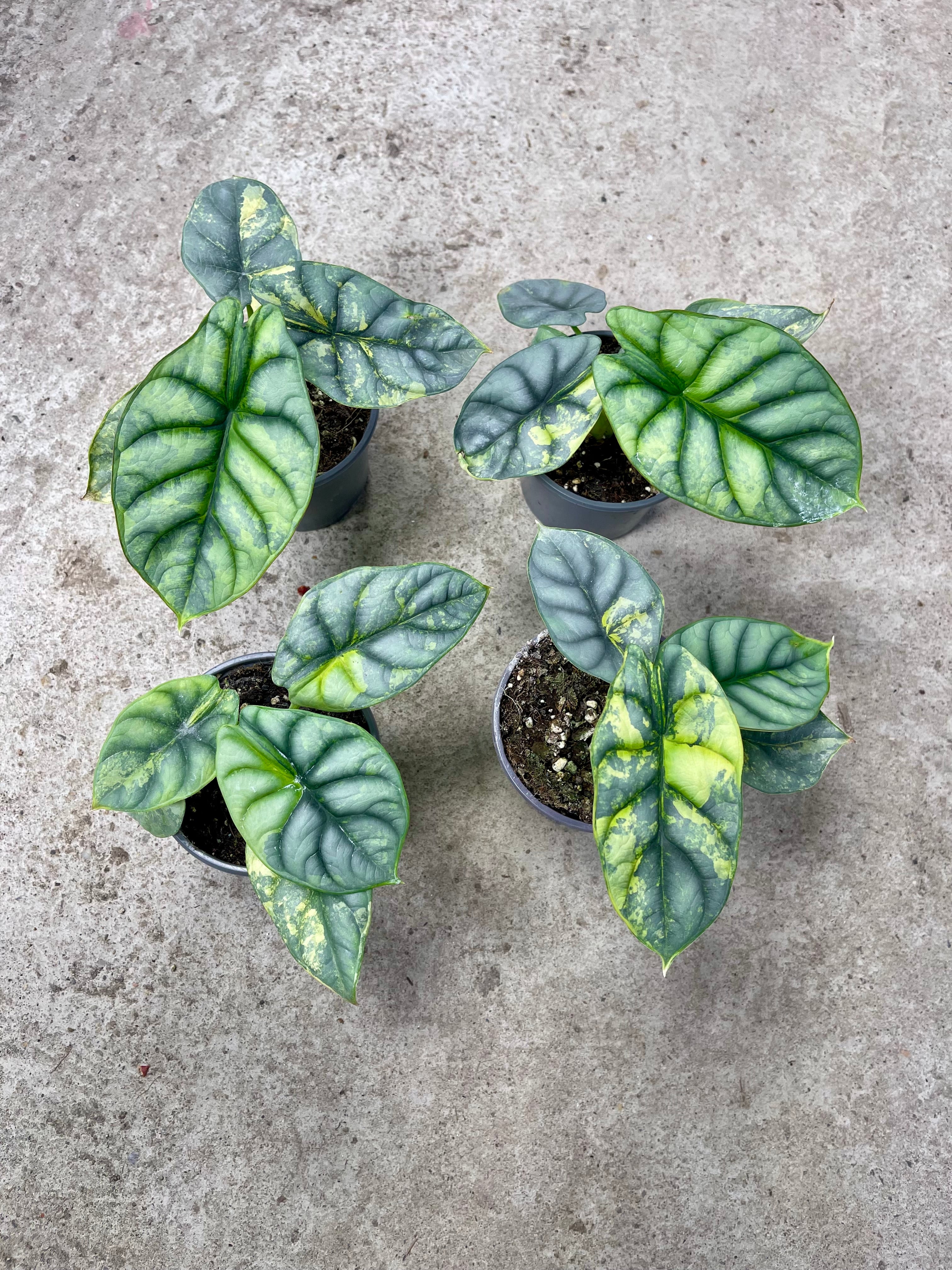 Alocasia silver dragon aurea variegata M NEW  L'arbre D'or 67